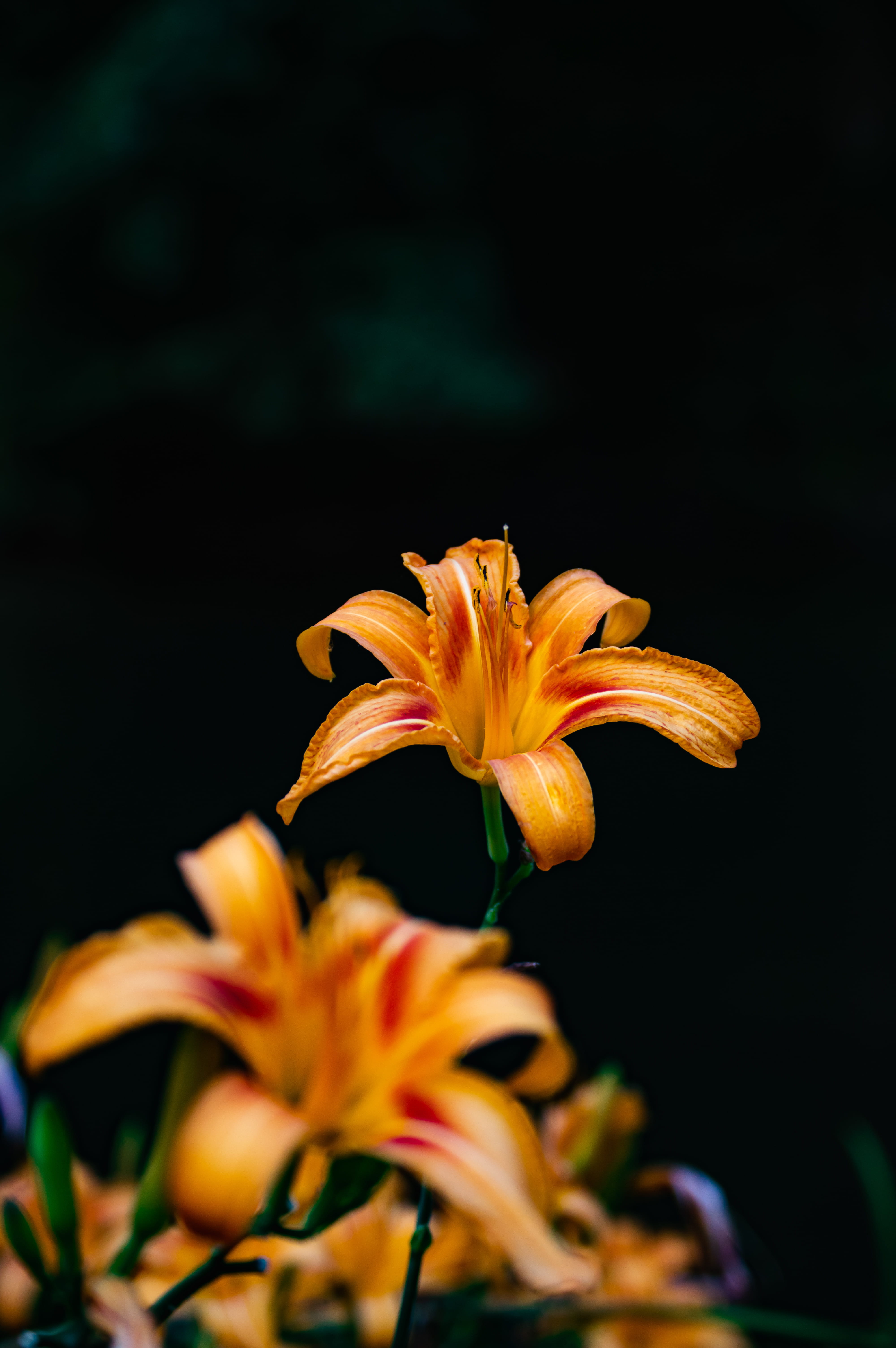 garden, phone, lily, formal Garden, focus, multi Colored, close-up, backgrounds, single Flower, outdoors, nature, orange, background, summer, no People, Phone HD Wallpaper