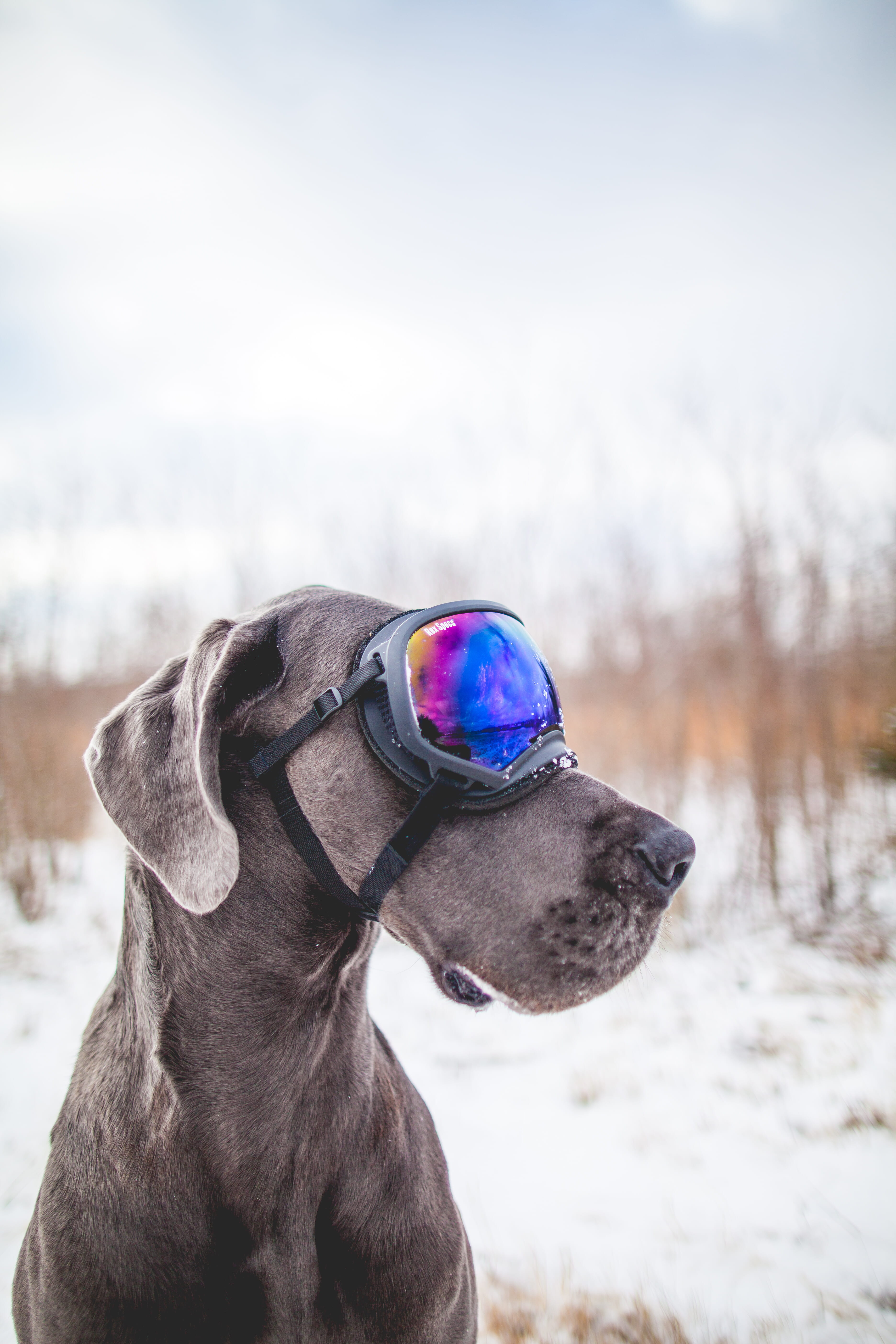 rex, humor, mammal, puppy, animal Head, dog, purebred Dog, cute, pets, great dane, outdoors, one Animal, dane, domestic Animals, pet, ski goggle, blue, Phone HD Wallpaper