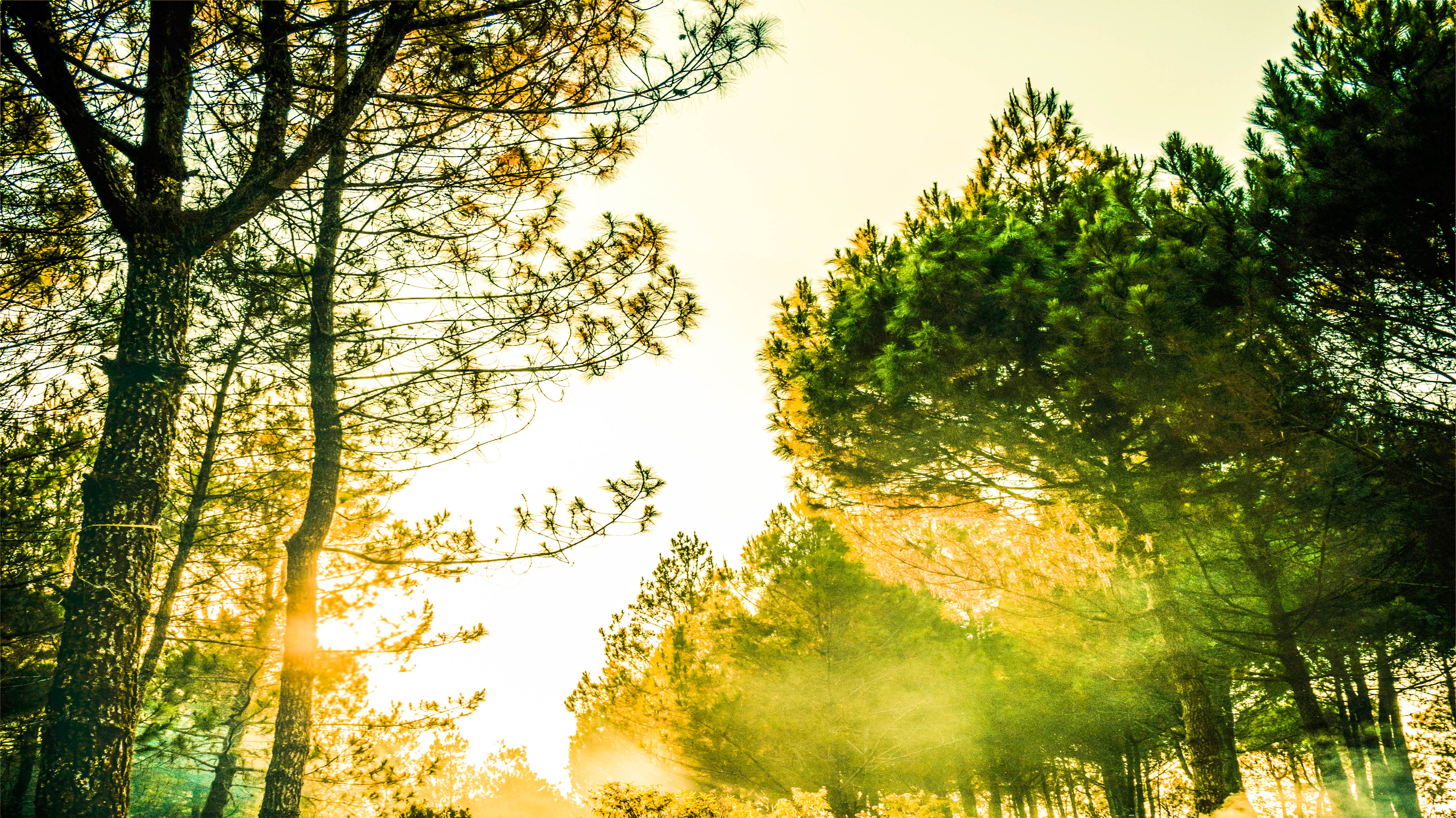 countryside, season, park, treetop, dawn, tree canopy, landscape, rural, scenery, beauty in nature, fall, 5K, plant, sunlight, nature beauty, woodland, HD Wallpaper