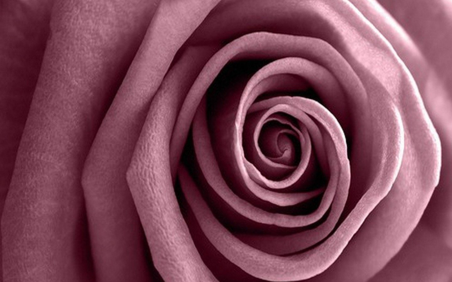 Mauve, Flower, Pink Flower, Rose, Flowers, 720P, Earth, Nature, Close-Up, HD Wallpaper