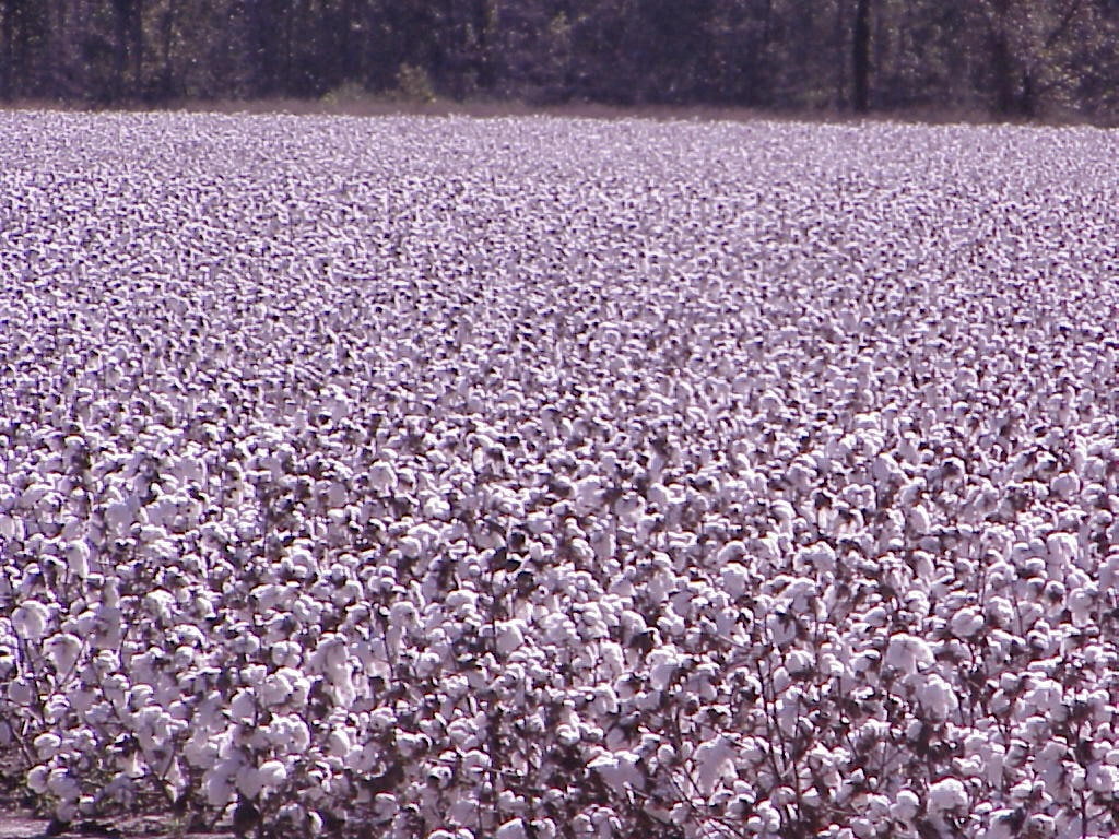 plants, cotton, 480P, mauve colour, nature, hd, Field, art, fields, cotton plants, HD Wallpaper