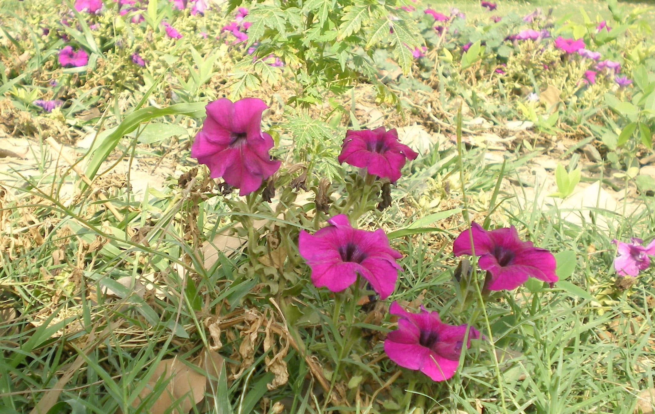 flowers, purple, mauve, 3d and abstract, 1080P, pinkish, nature, HD Wallpaper
