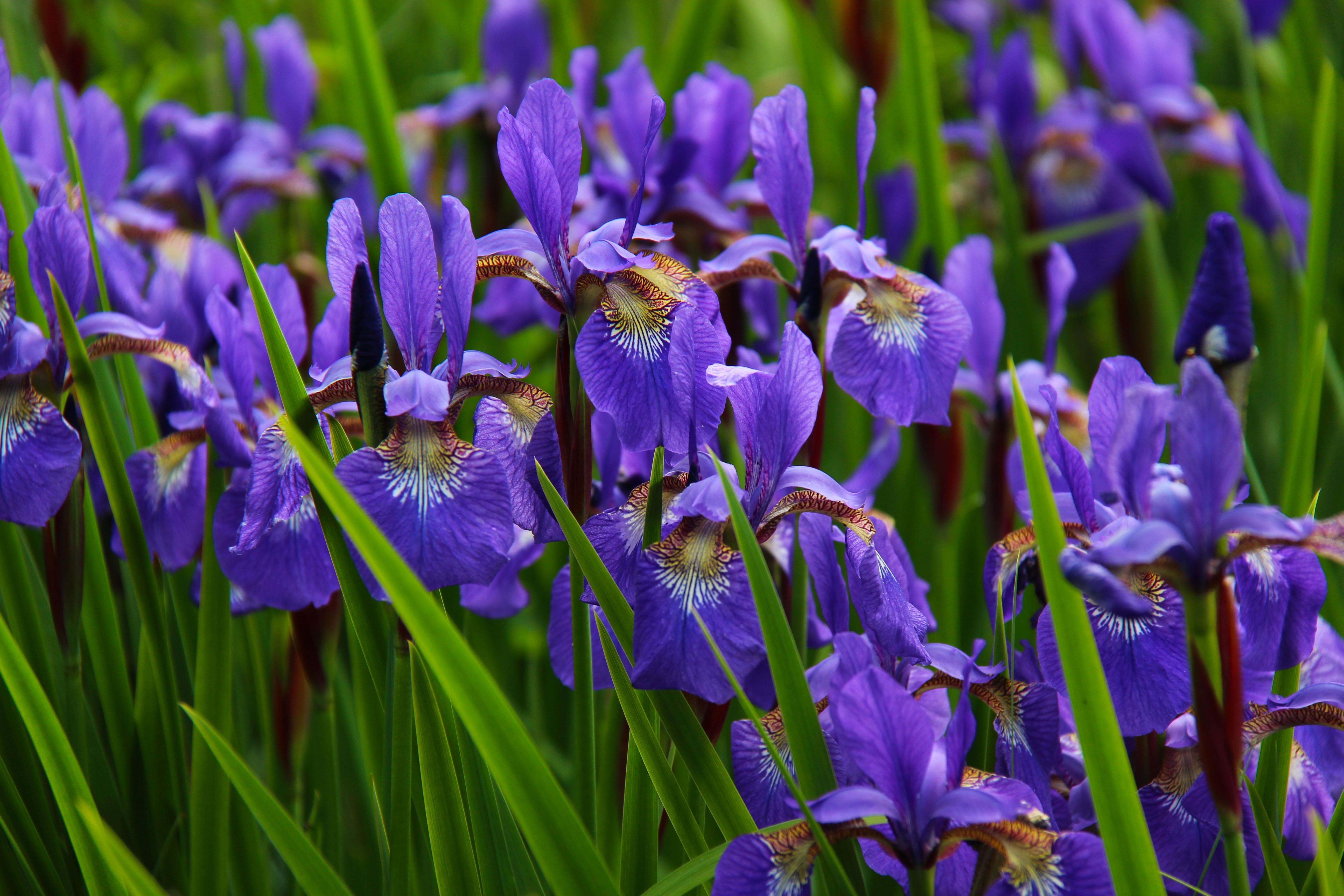 nature, vulnerability, blue, flower, day, macro, bloom, petal, iris - plant, fragrant, flowers, mauve, beauty in nature, purple, no people, summer, green color, HD Wallpaper