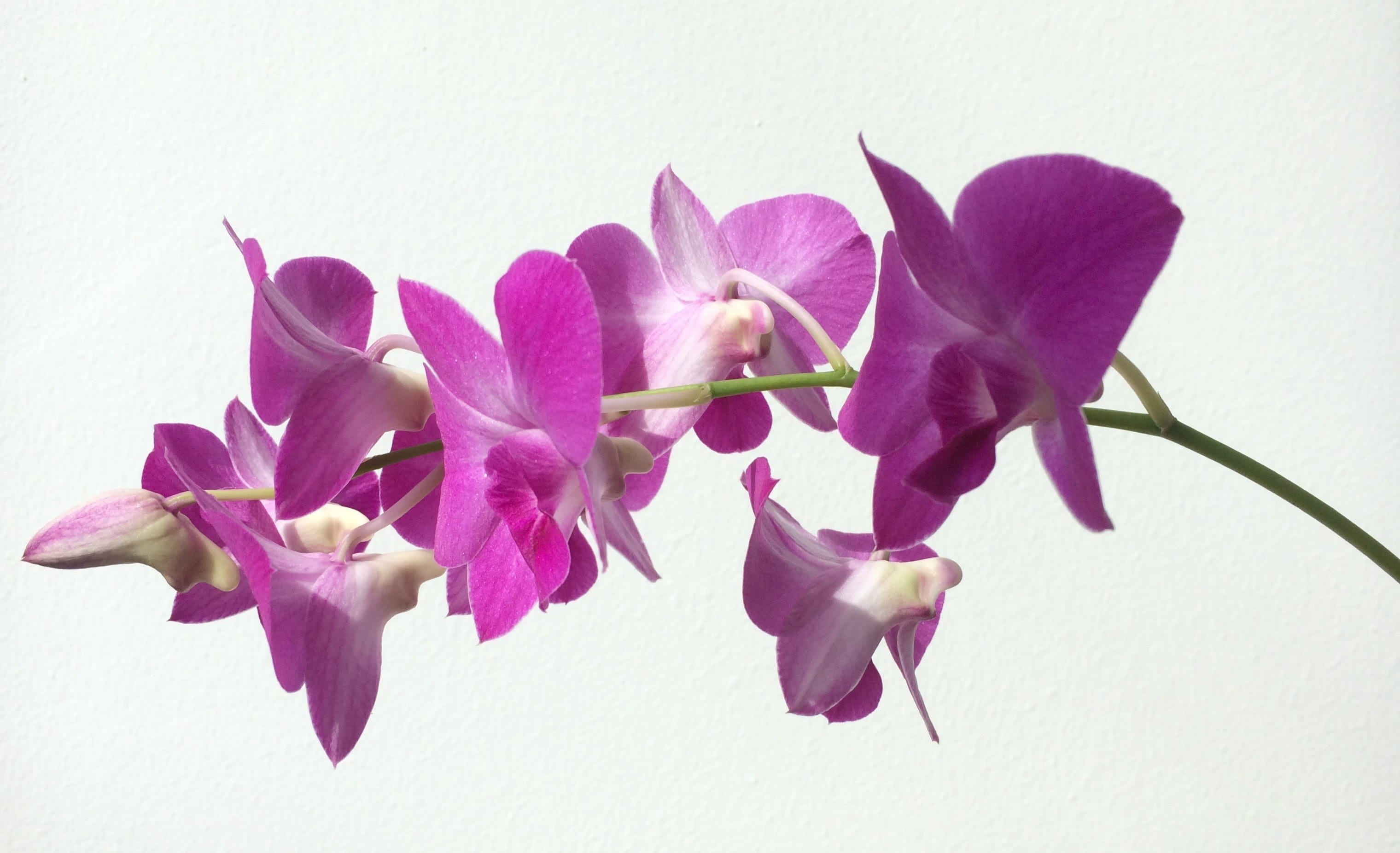 close-up, pink color, fresh, plant, vulnerability, purple, flower arrangement, pink, orchid, beauty in nature, petal, mauve, blossom, flowering plant, no people, HD Wallpaper