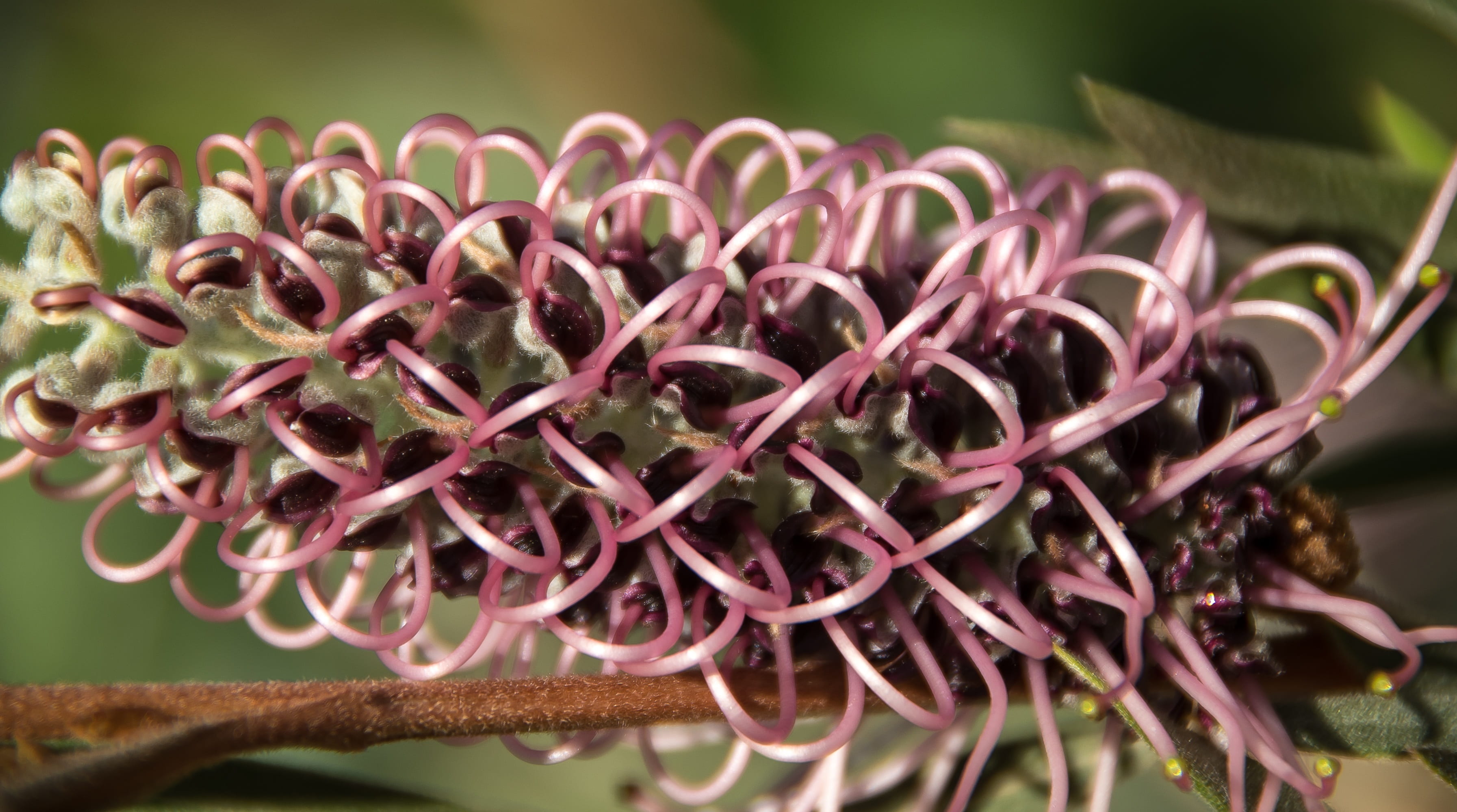 grevillea, close-up, nature, plant part, natural condition, flower, leaf, bloom, shrub, pink, agriculture, mauve, selective focus, focus on foreground, HD Wallpaper
