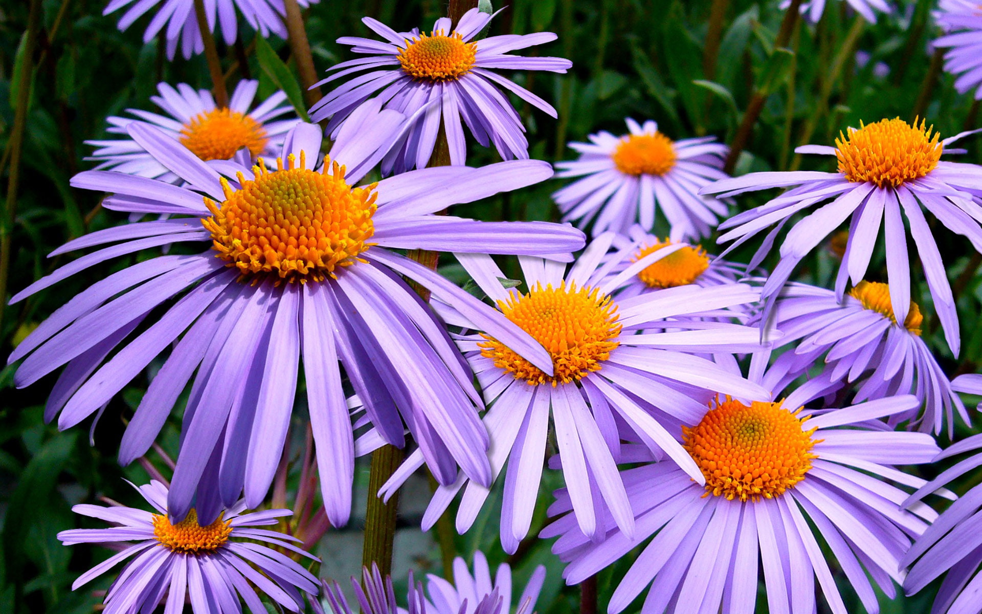 tongolensis, daisies, mauve, purple, hd, flower, aster, 1080P, HD Wallpaper