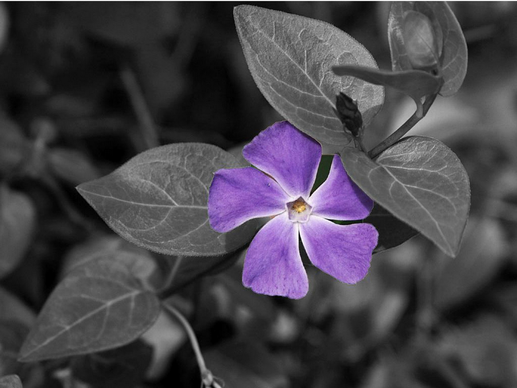 flowering plant, botany, purple, herb, floral, 1080P, wildflower, environment, vulnerability, focus on foreground, agriculture, plant part, natural, freshness, HD Wallpaper