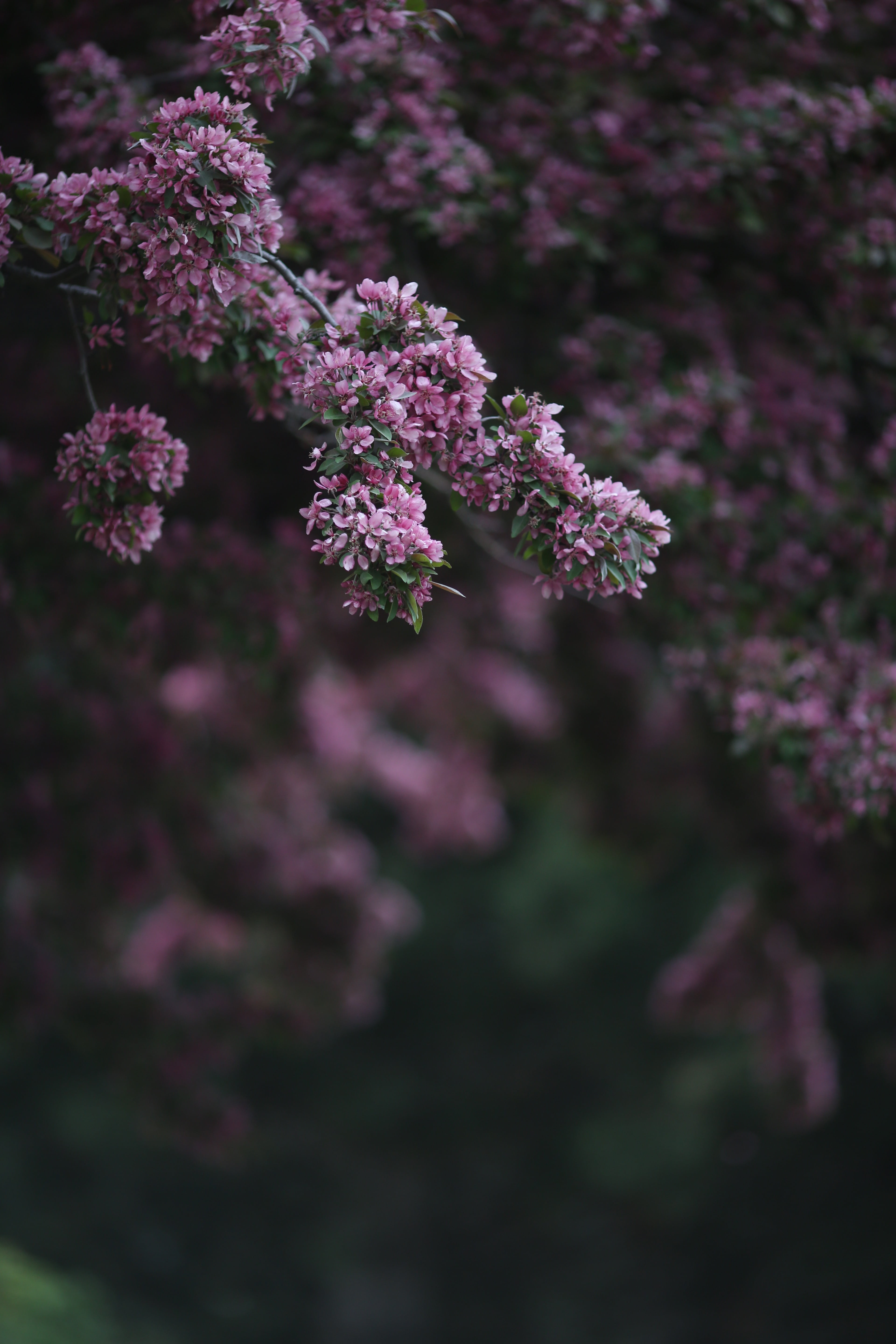 plant, lilac, leaf, spring, field, pink, focus, blossoming, petaled, beauty in nature, 5K, green, macro, photography, forest, nature, white, botany, purple, Phone HD Wallpaper