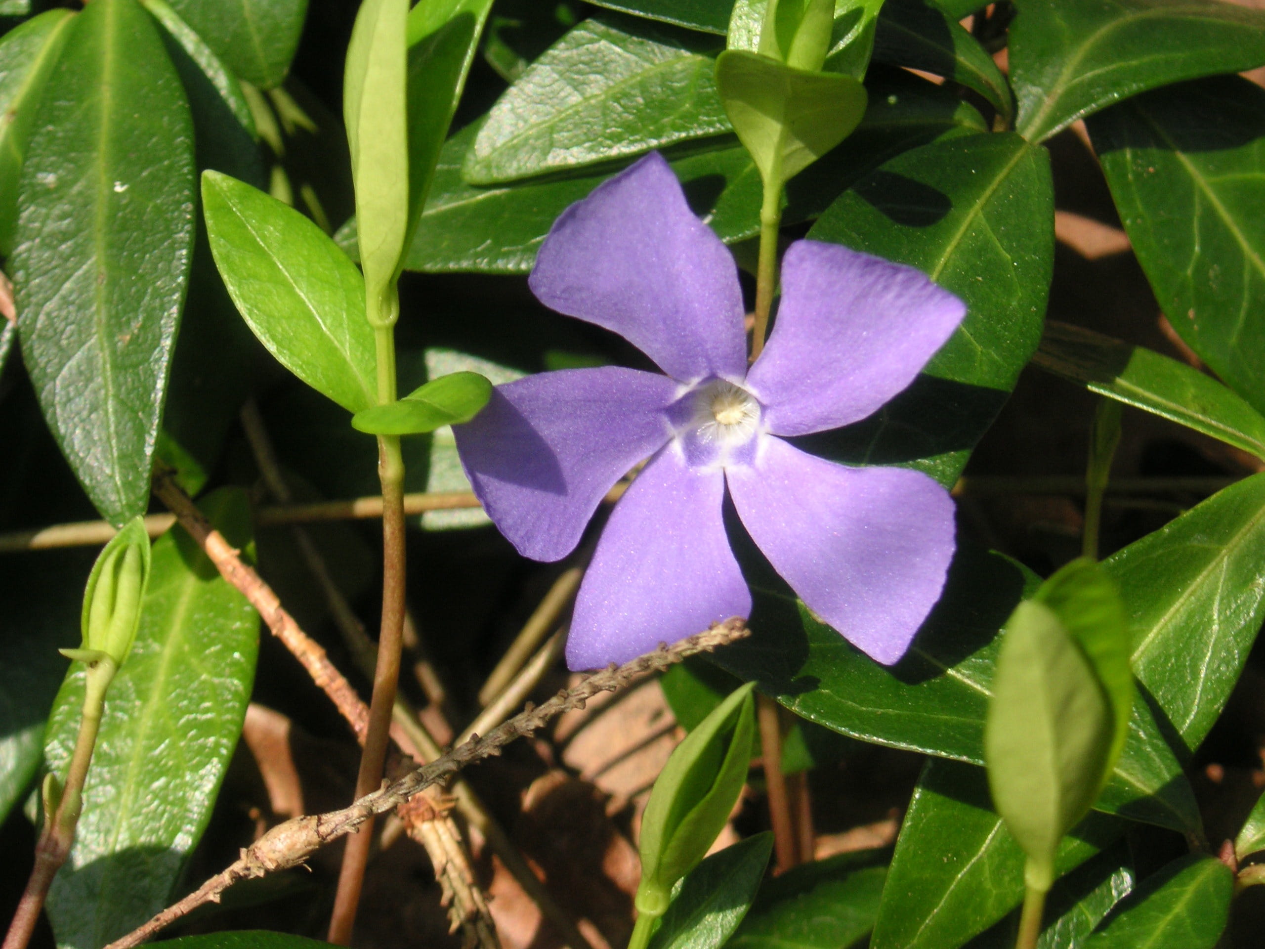 beauty in nature, Flower, vinca major, leaf, periwinkle flower, flowering plant, freshness, inflorescence, plant, vulnerability, herb, 2K, organic, green color, HD Wallpaper