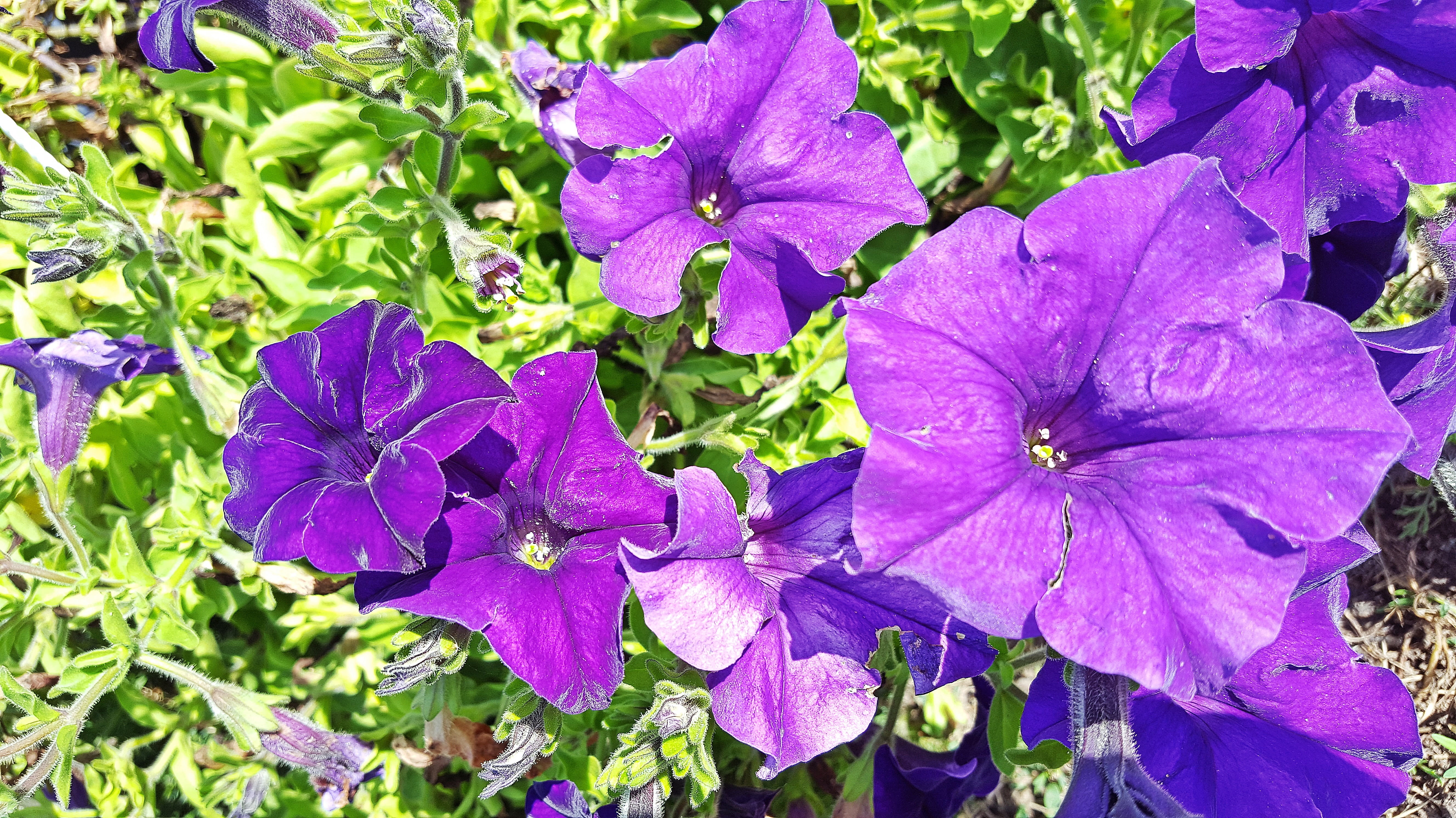 petunias images, petunia image, outdoors, springtime, flowering plant, petunia flower, petal, plant, 5K, violet, fragility, petunia hybrida, flower head, HD Wallpaper