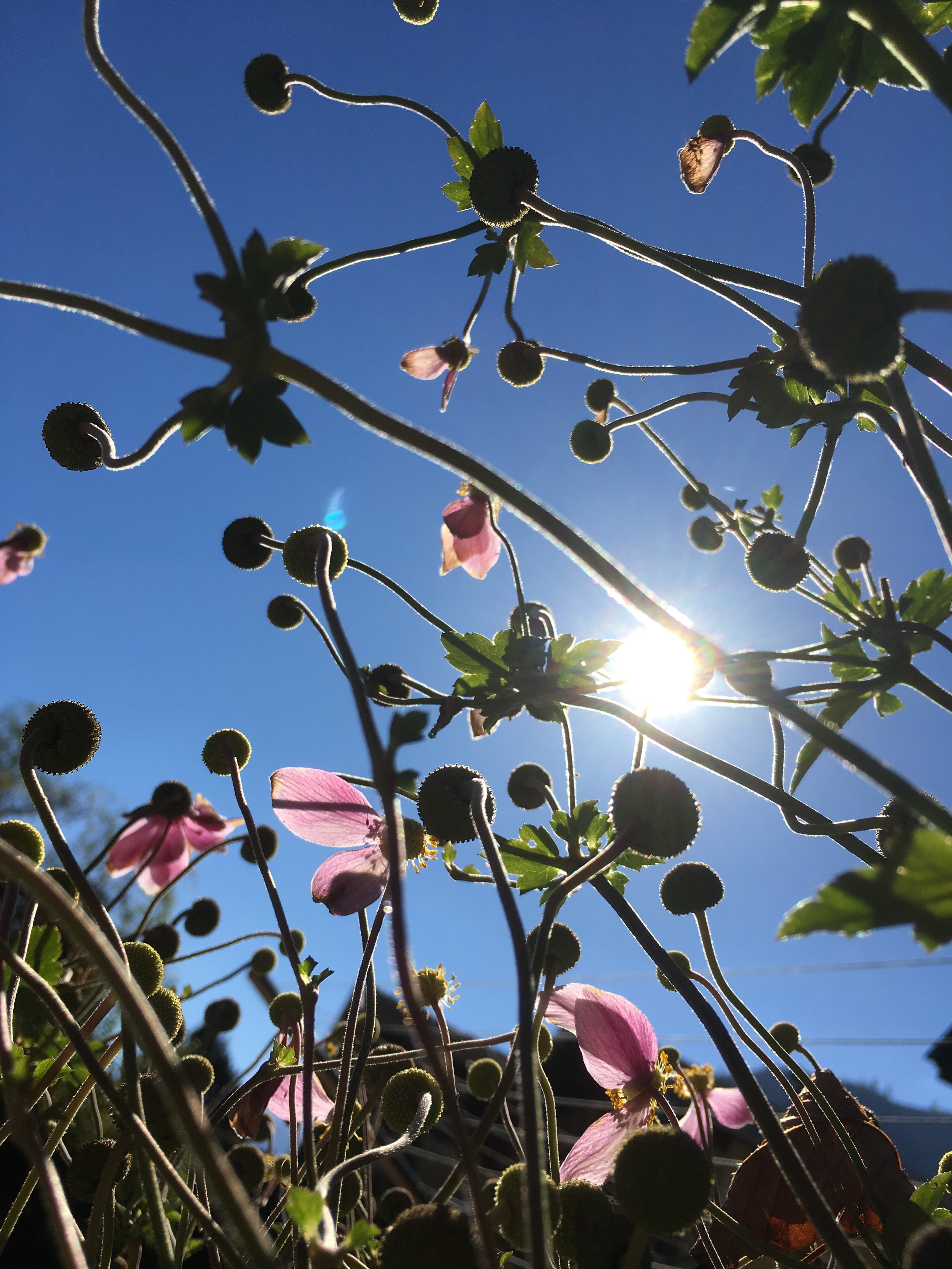 sky, nature, growth, flower, flowering plant, outdoors, lens flare, sunlight, day, sunny, freshness, tree, no people, plant, leaf, low angle view, sunbeam, Phone HD Wallpaper