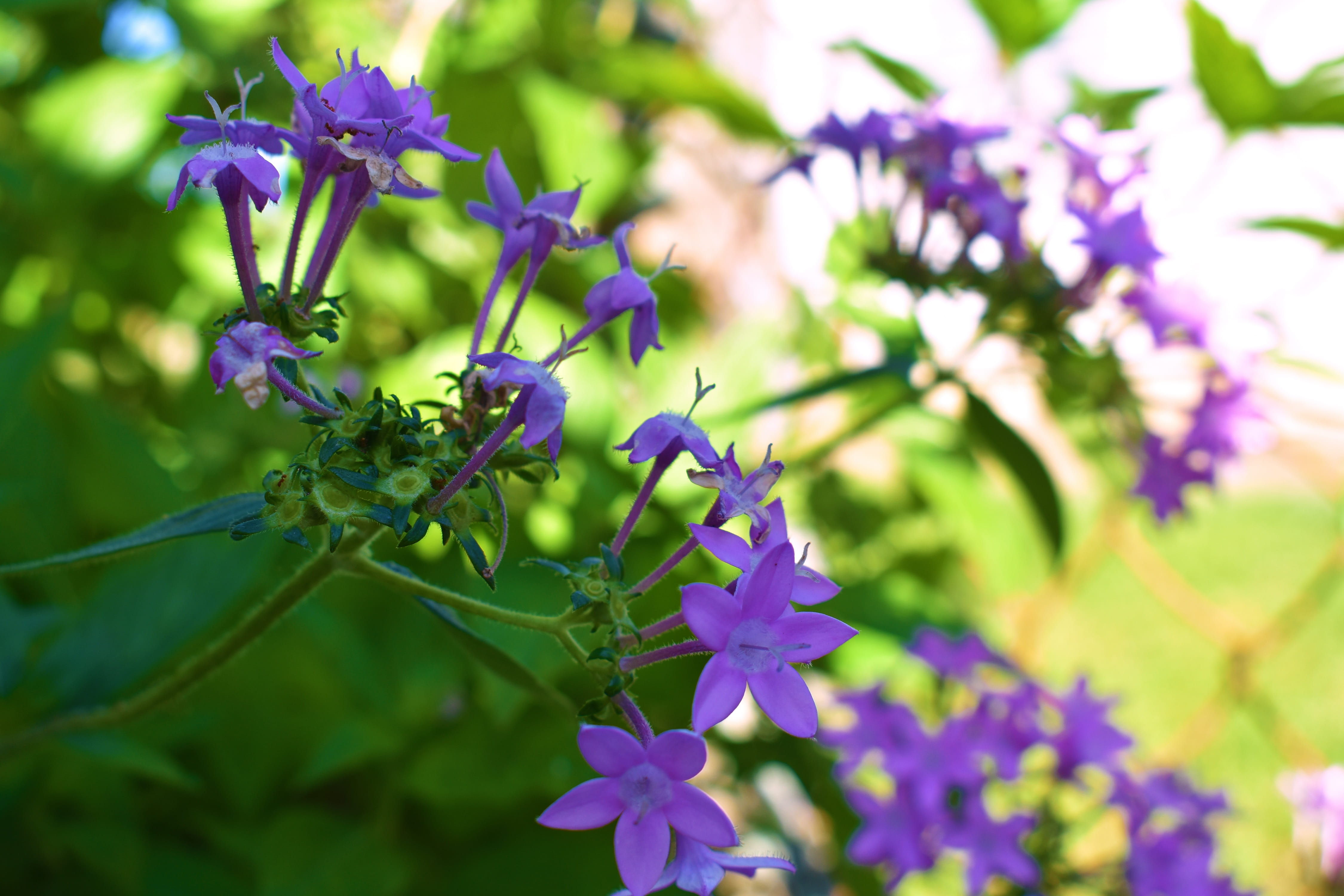beauty in nature, springtime, no people, fragility, pollination, flower, 4K, mauve, plant, selective focus, purple, bouquet, flowering plant, botany, one animal, HD Wallpaper