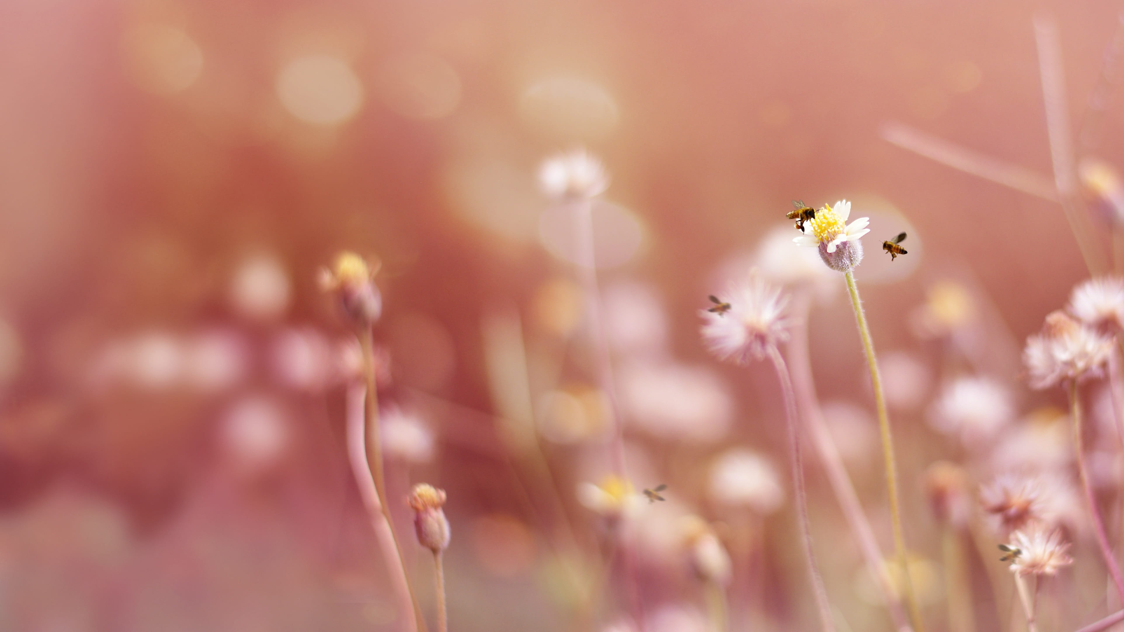 4K, outdoors, refreshing, freshness, day, animal themes, droplet, park, close, close-up, colorful, insect, invertebrate, pollinating, blossom, orange, HD Wallpaper