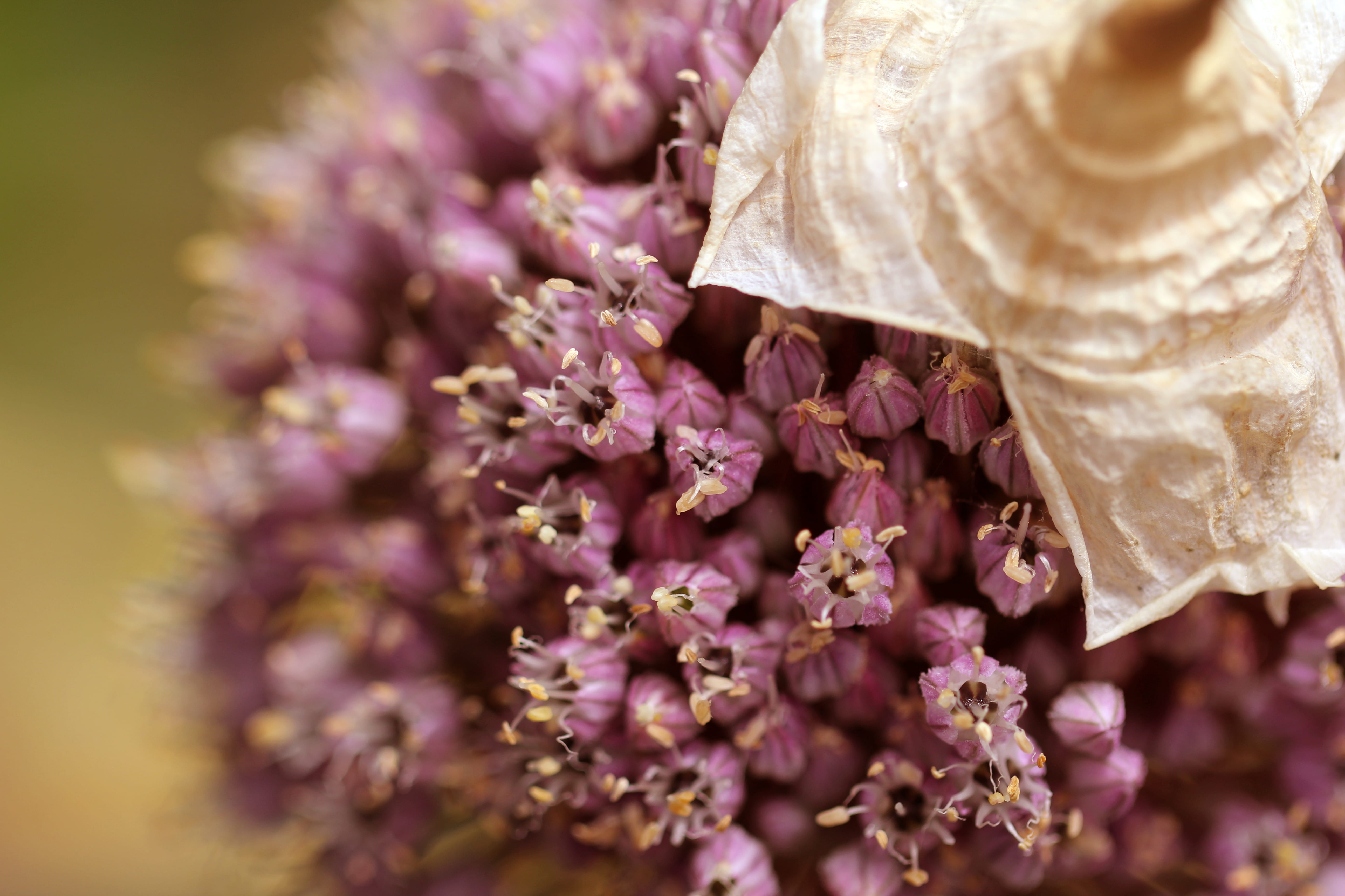 vegetable, nature, blossom, fragility, no people, bouquet, sea life, close-up, flowering plant, vegetables, fungus, gardening, mauve, grow, growth, garden, HD Wallpaper