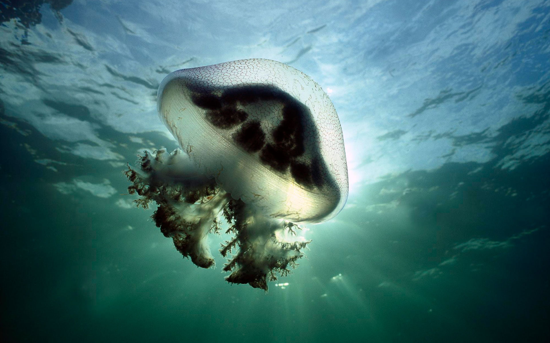 Mauve, Australia, Jellyfish, 1080P, Stinger, HD Wallpaper