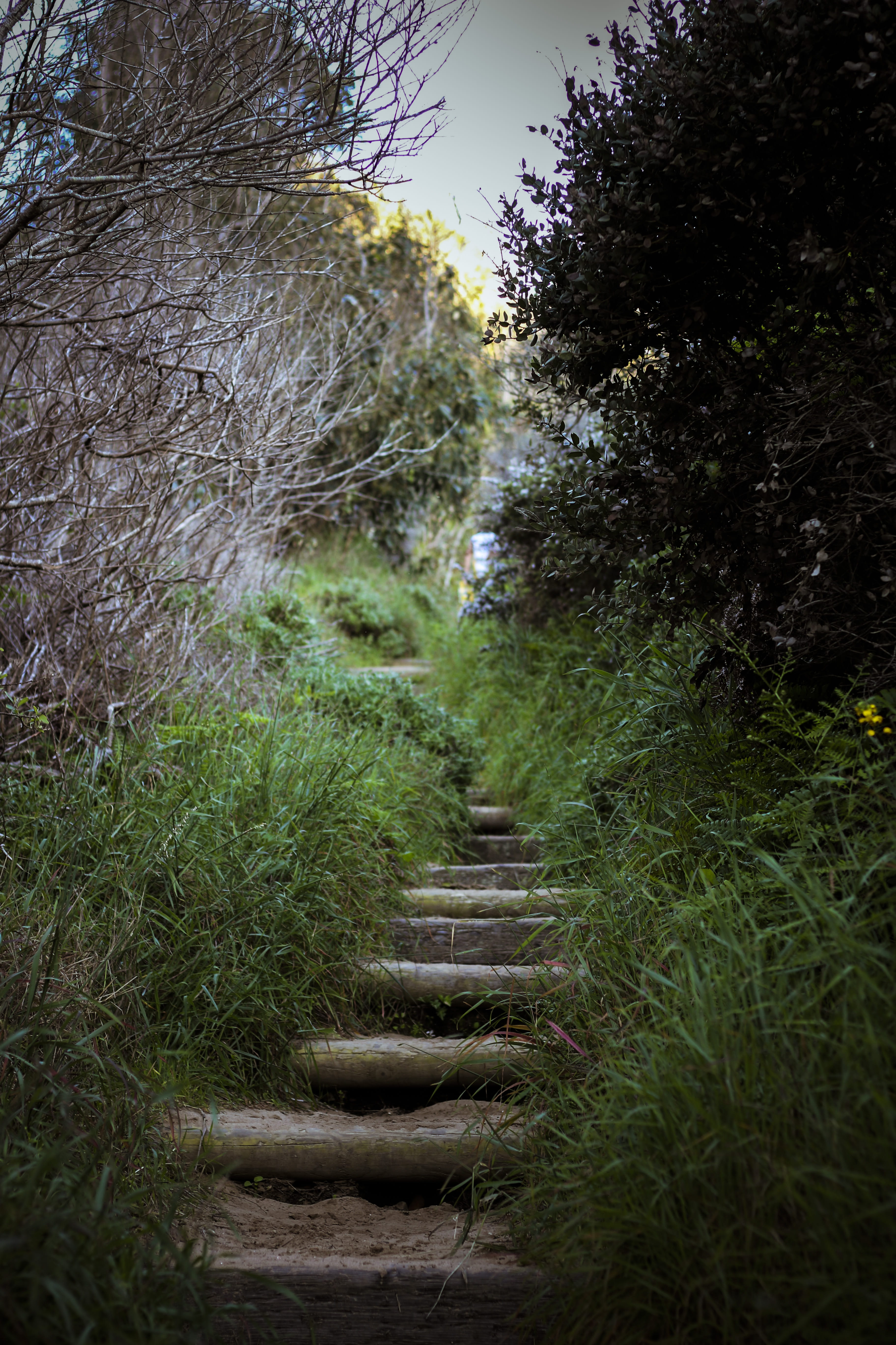the way forward, steps and staircases, montana de oro state park, forest, direction, grass, beauty in nature, beach, footpath, tranquil scene, united states, Phone HD Wallpaper