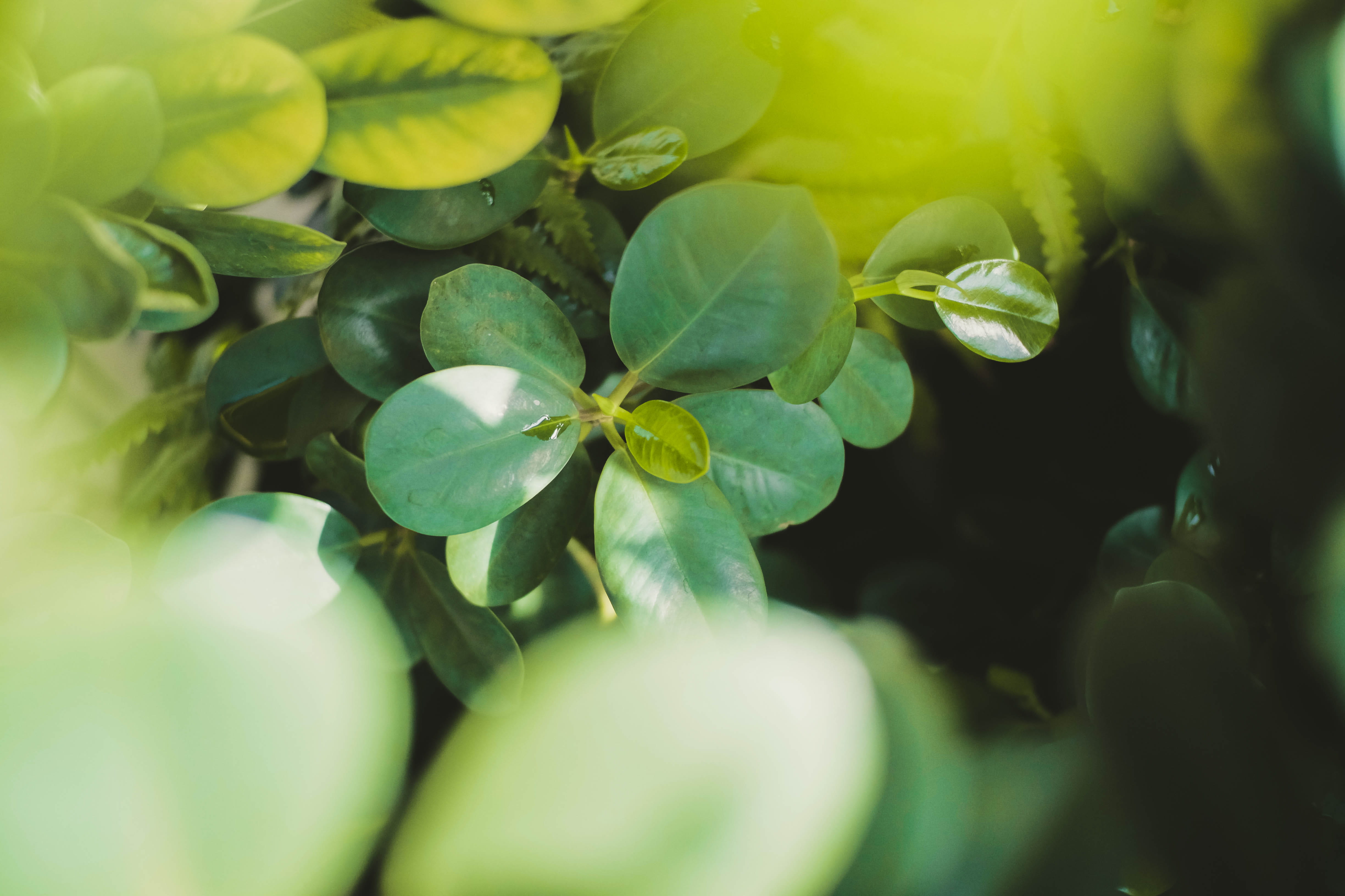 outdoors, plant, no people, backgrounds, nature, 4K, food and drink, philippines, green, plant part, vulnerability, day, green color, freshness, leaves, HD Wallpaper