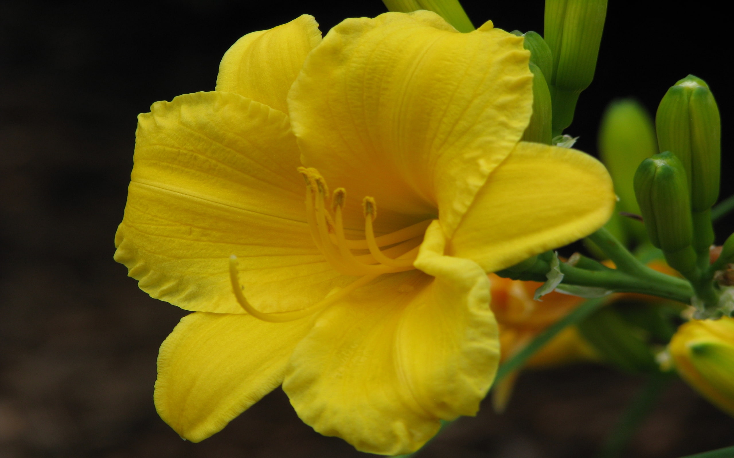 day, picture, lily, stella, oro, 2K, de, trish, HD Wallpaper