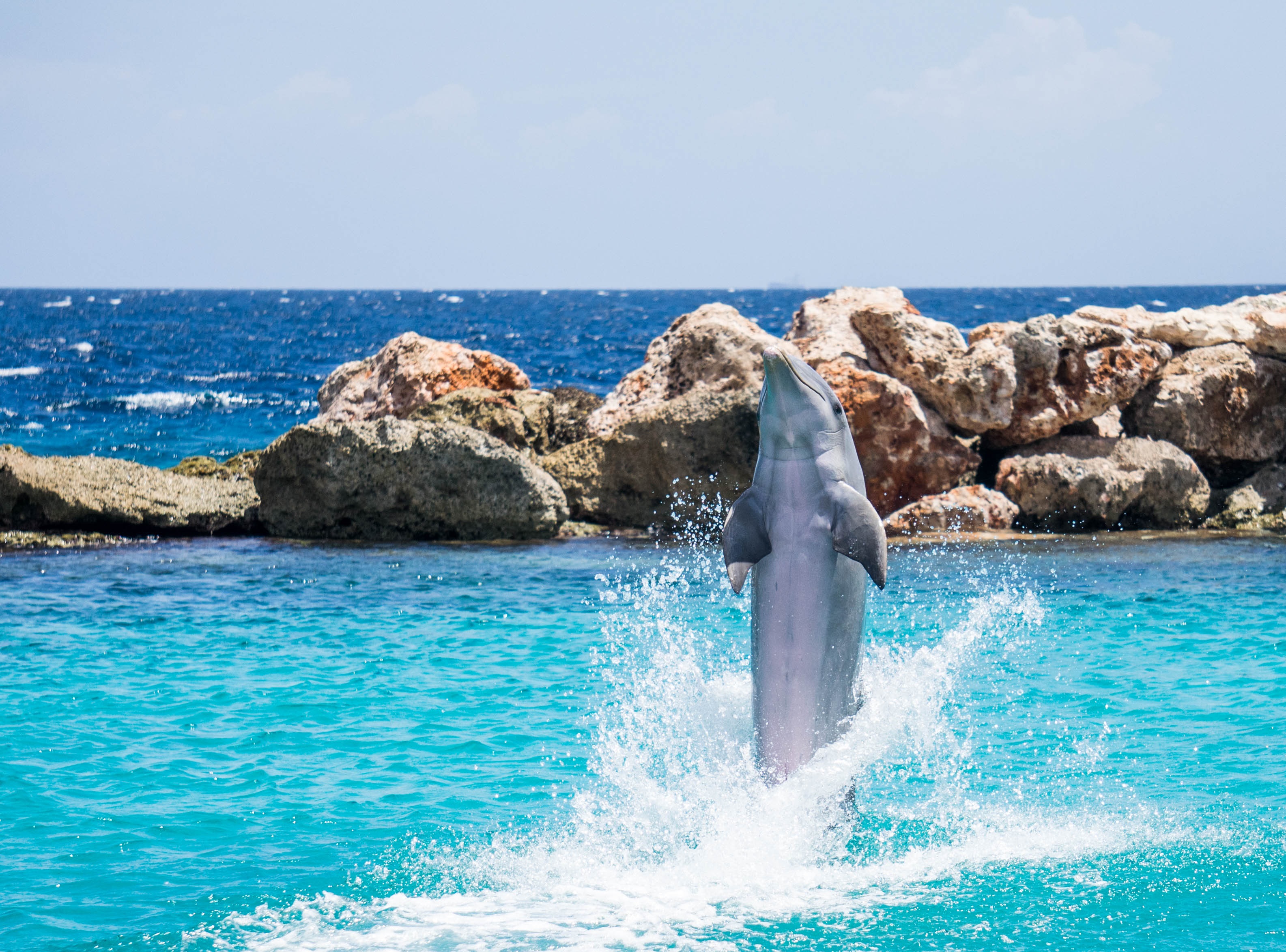 jump, wildlife, waterfront, day, daytime, diving, water, rock - object, solid, nature, show, fin, fun, wild, beauty in nature, formation, aquatic, motion, HD Wallpaper