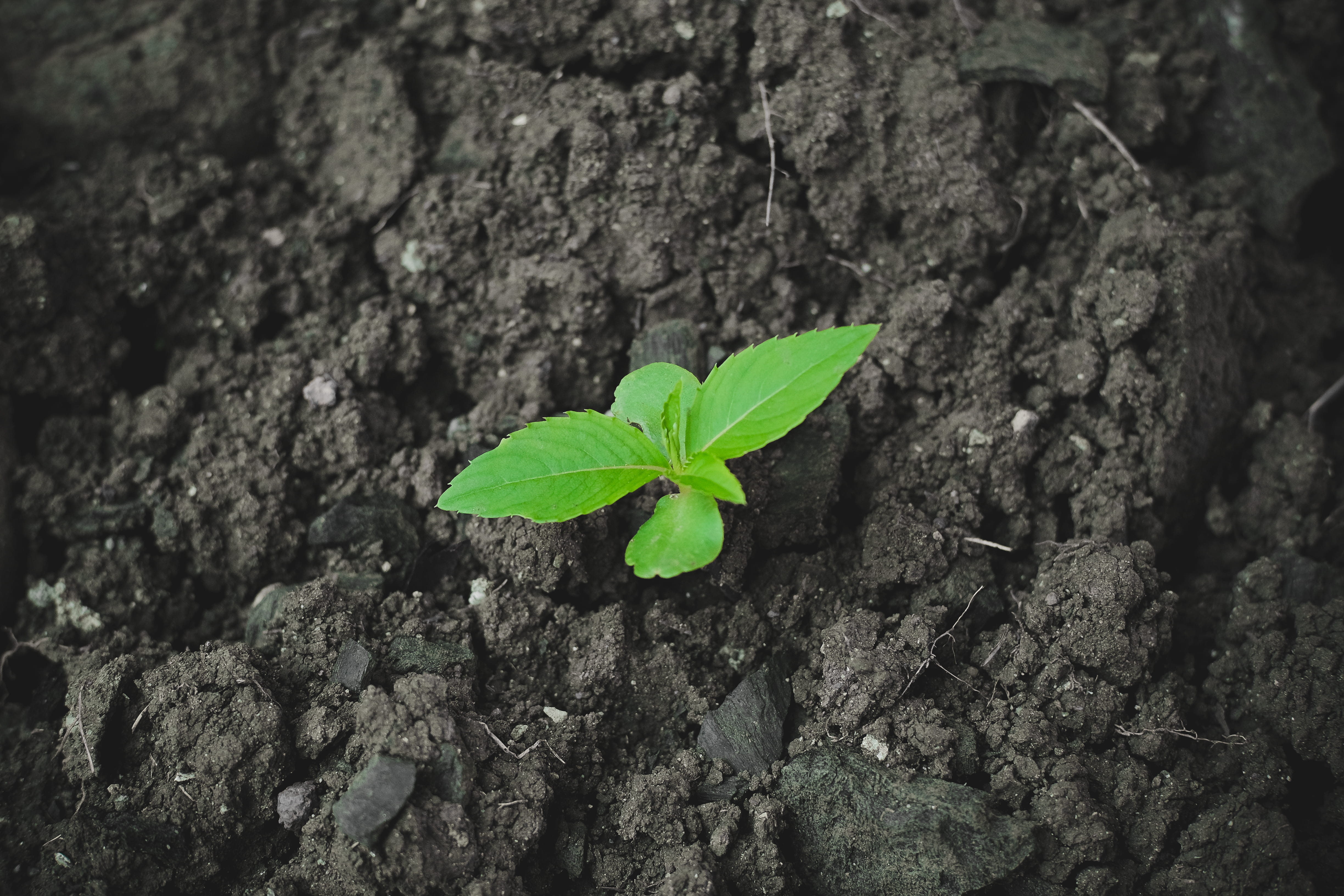 plant part, leaf, plant, small, nature, tree trunk, fragility, leaves, mother earth, tree planting, soil, philippines, green, trunk, green color, new life, HD Wallpaper