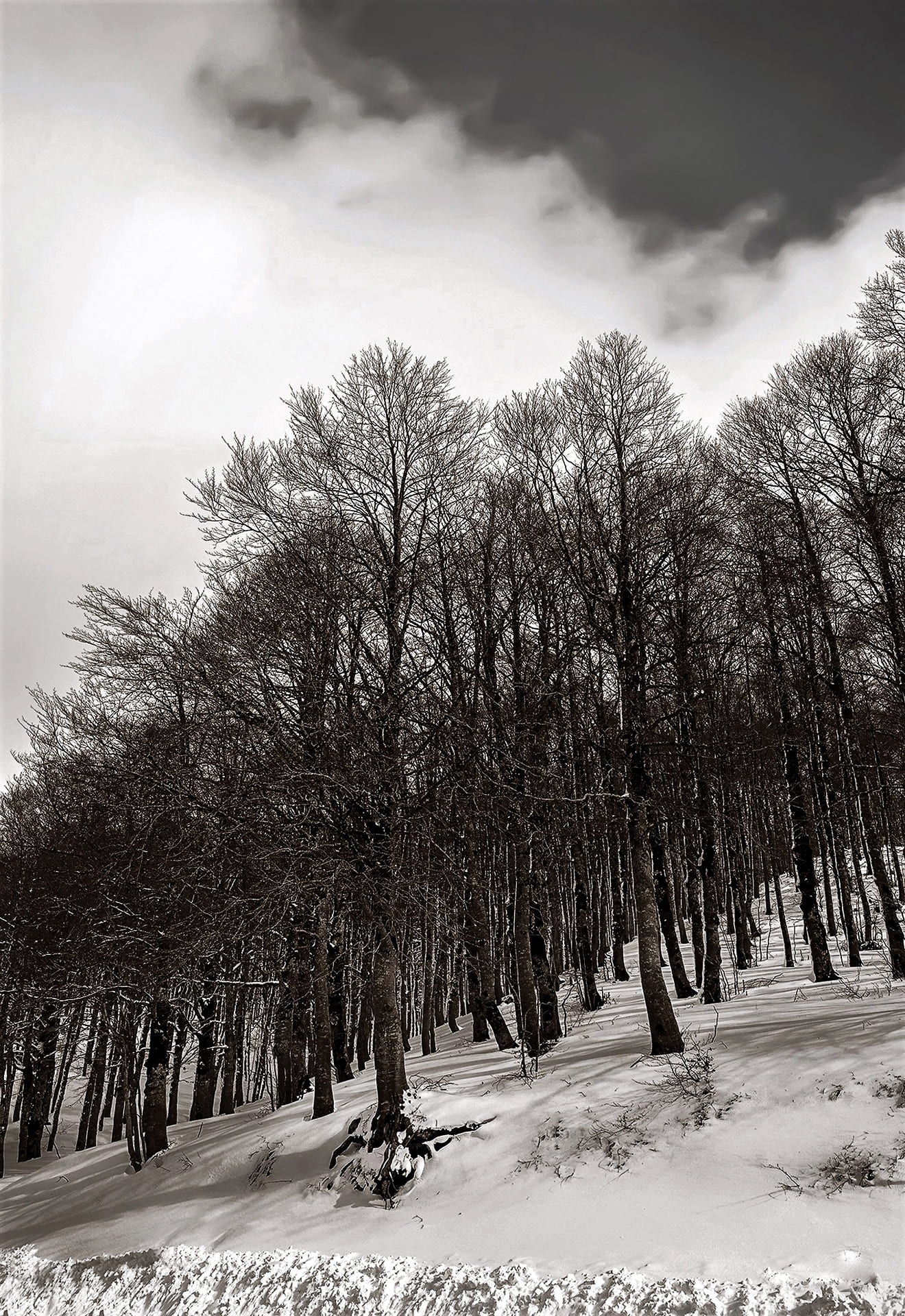 day, sky, scenics - nature, italy, 1080P, land, winter, cold temperature, tranquil scene, winter landscape, tranquility, landscape, forest, plant, the apennines, Phone HD Wallpaper