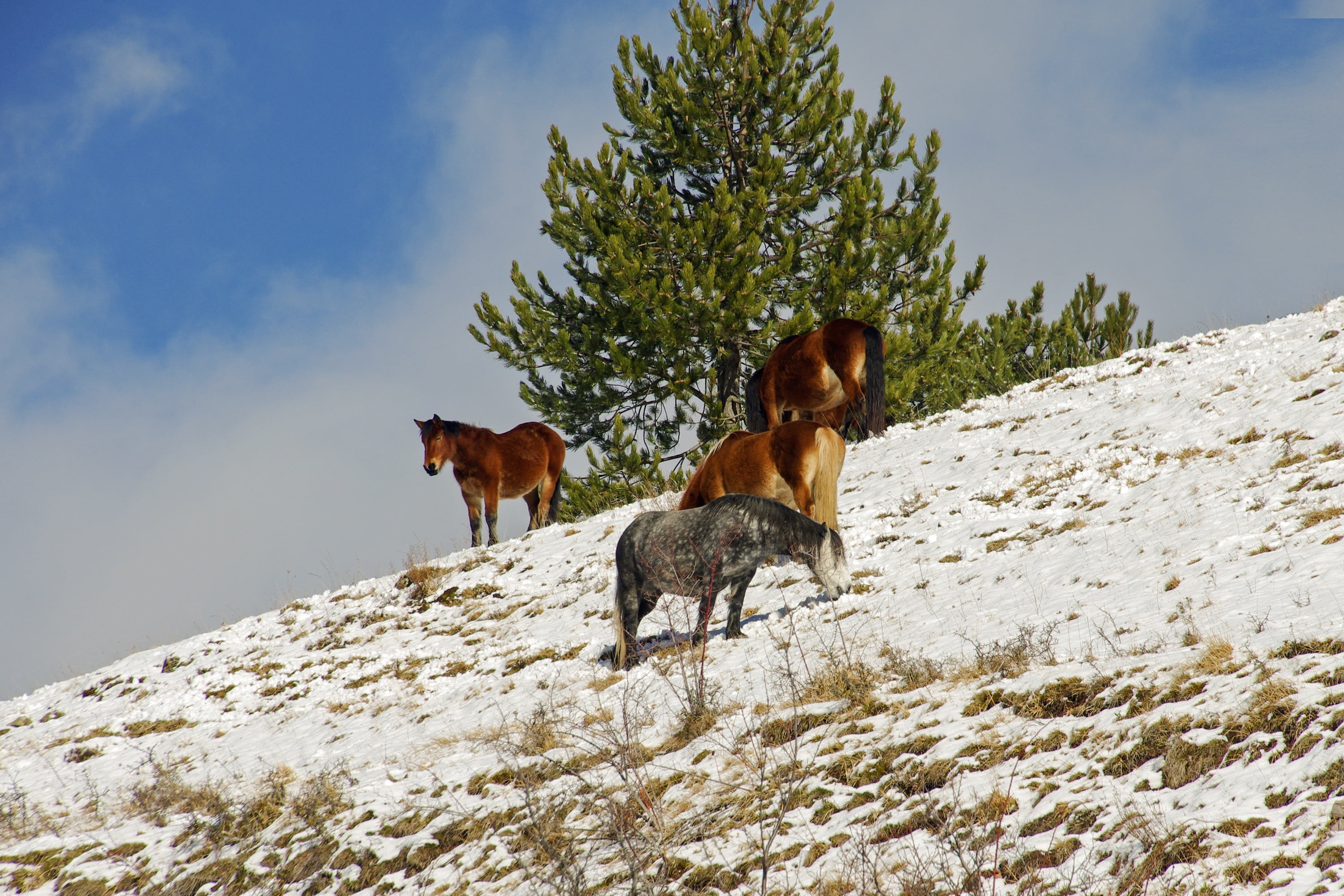 winter, winter landscape, sky, snow, animal, mountain, horse, vertebrate, the abruzzo national park, mammal, nature, national park of abruzzo, gran sasso, HD Wallpaper