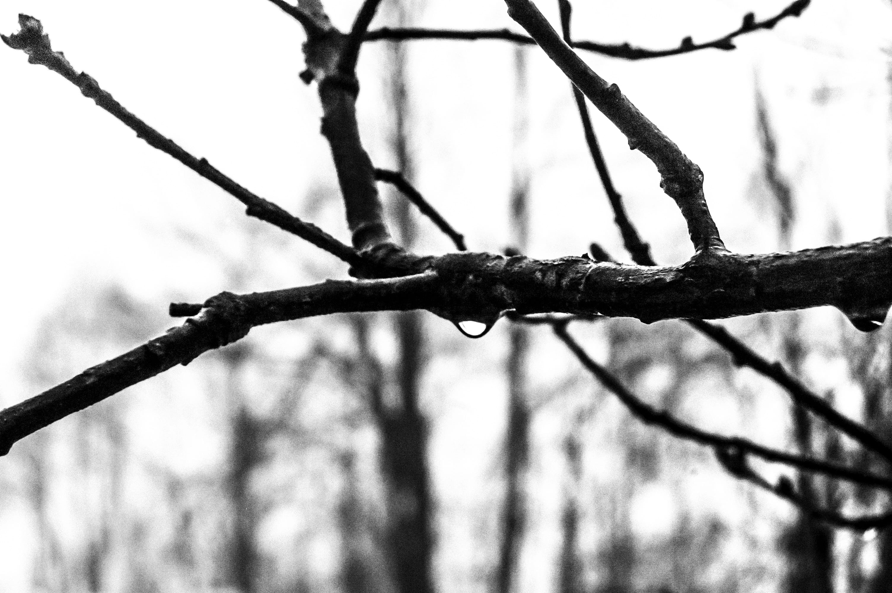 contrast, bare tree, sibillini, sky, nature, snow, lightness, fog, security, no people, plant, tree, day, snowy, close-up, raindrop, mountains, low angle view, HD Wallpaper
