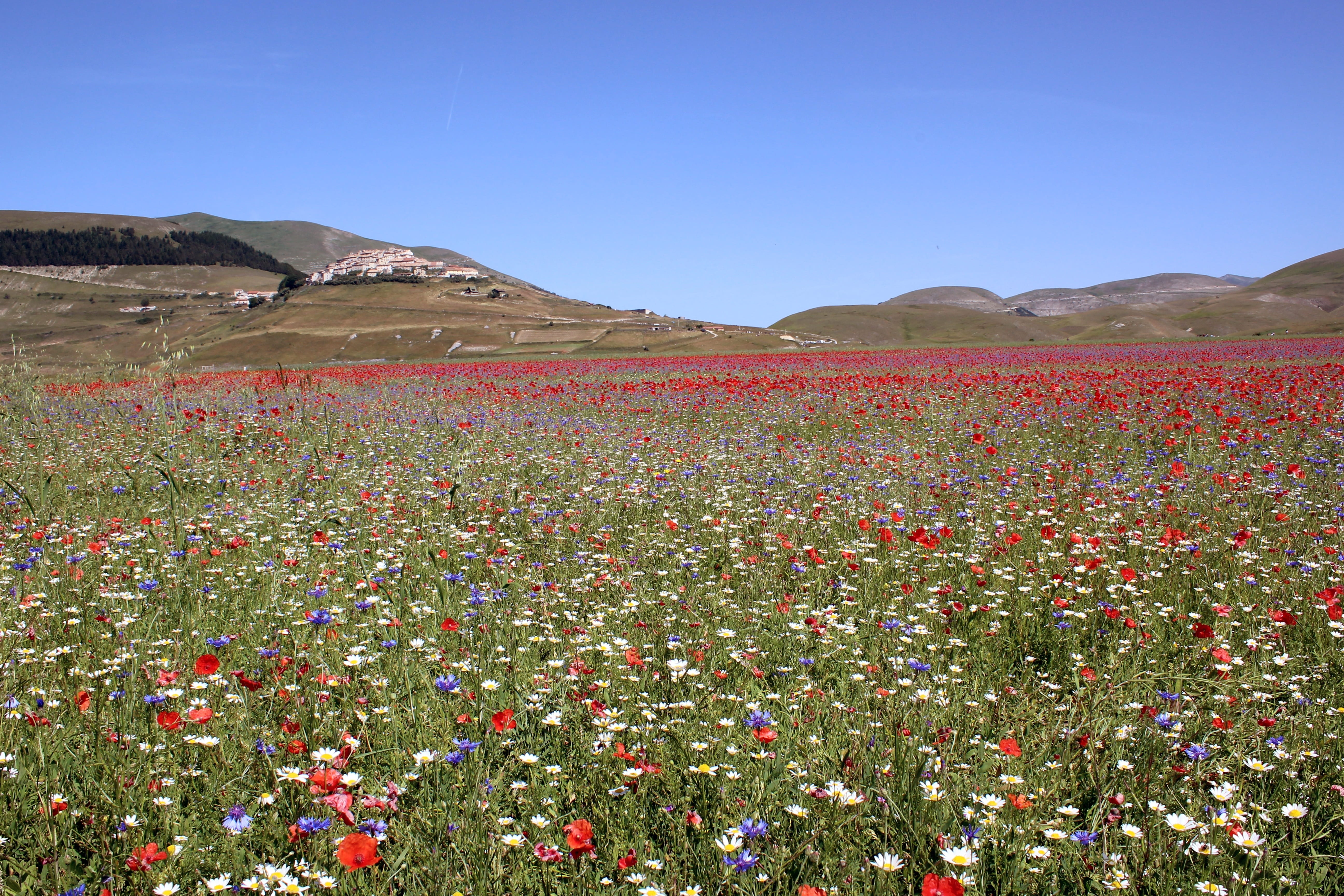 castelluccio, flowering plant, land, flower, semi-arid, freshness, 2016, beauty in nature, sky, field, plant, umbria, 5K, of, no people, nature, landscape, HD Wallpaper