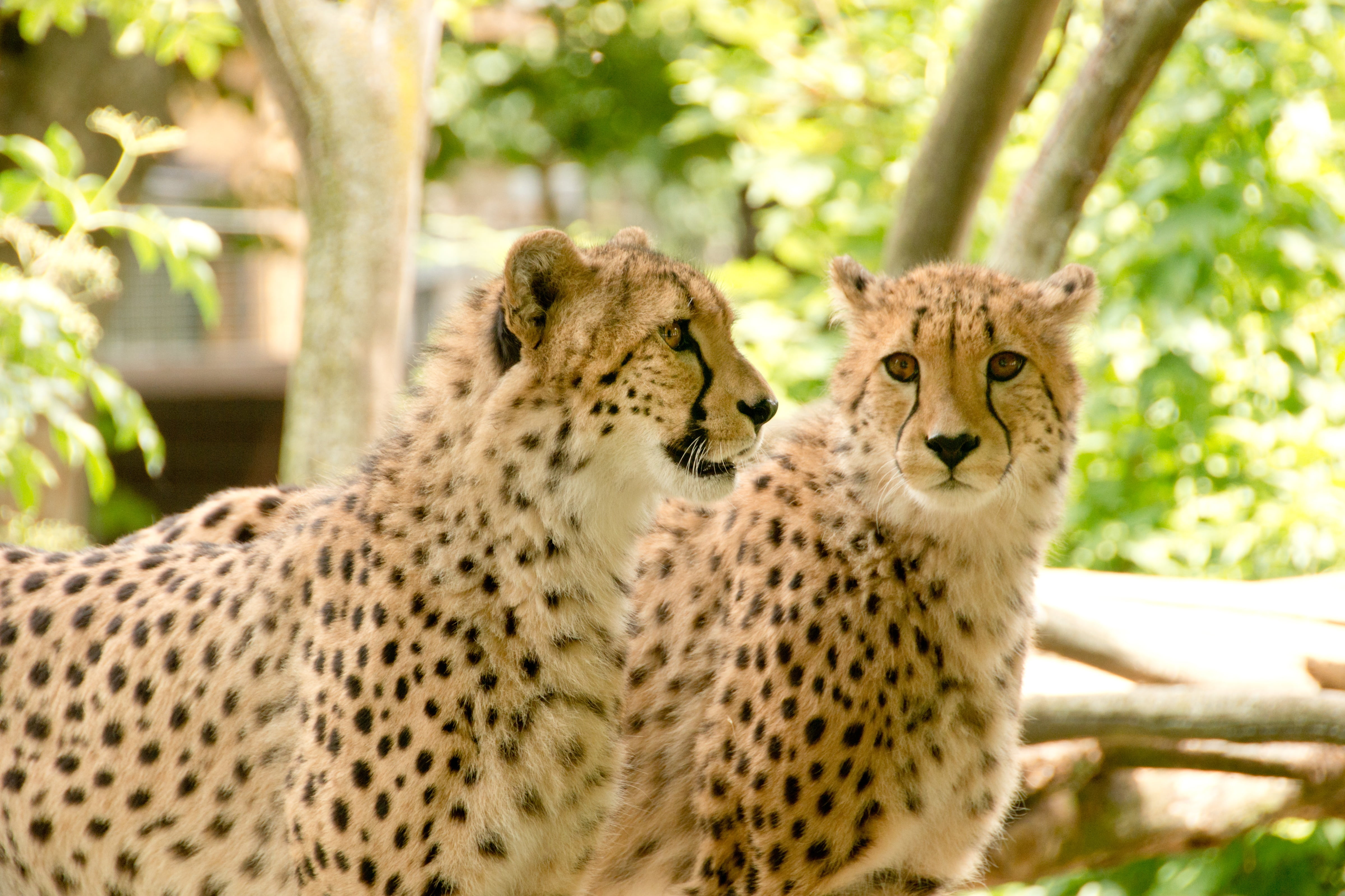 purry, everything is better together, together, park, wildcat, hunter, fur, east Africa, animals, friendship, togetherness, two, dangerous, cheetah, nature park, HD Wallpaper