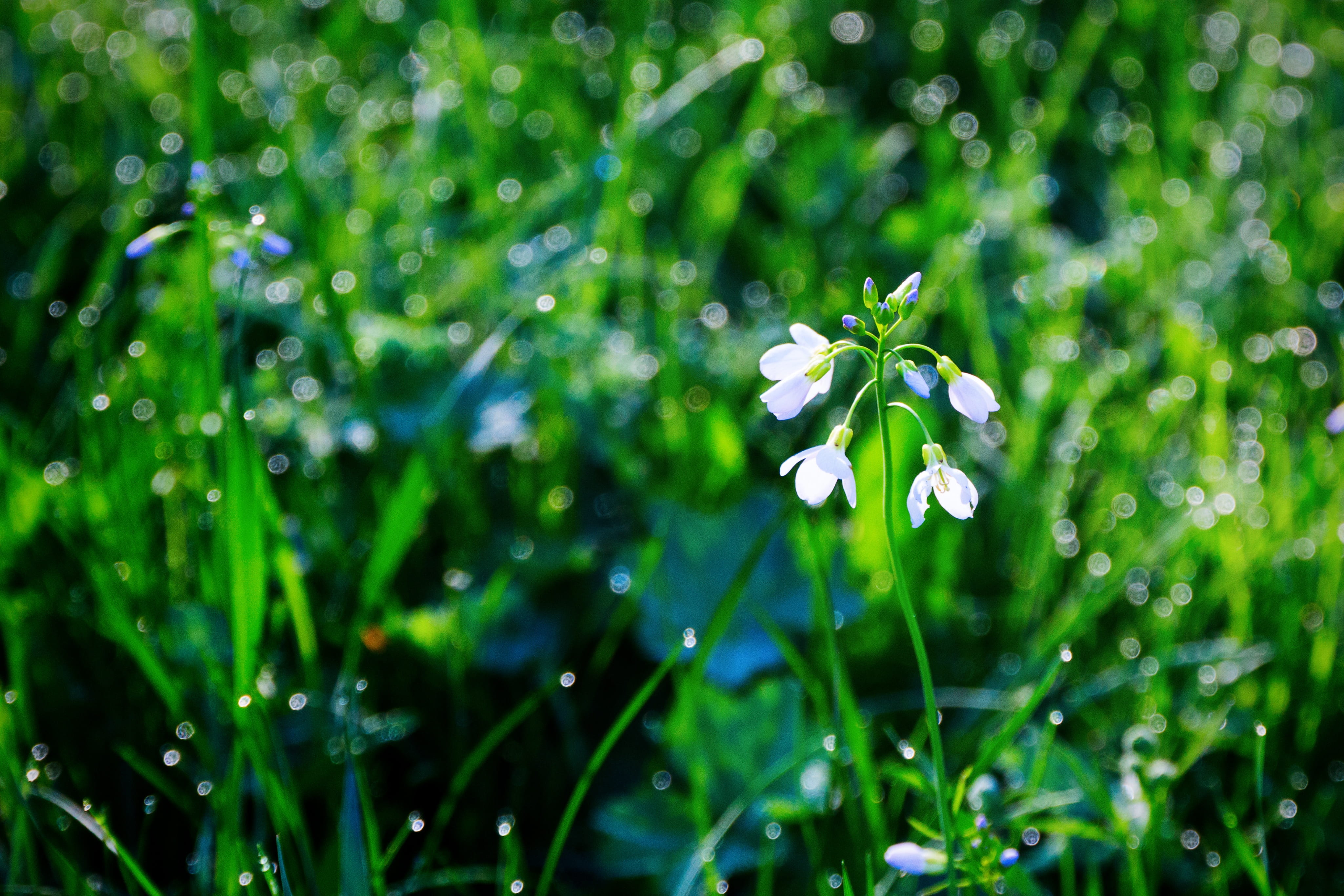 blade of grass, pearl, after the rain, dew, green color, close-up, beauty in nature, selective focus, water, macro, raindrops, fragility, white, green, HD Wallpaper