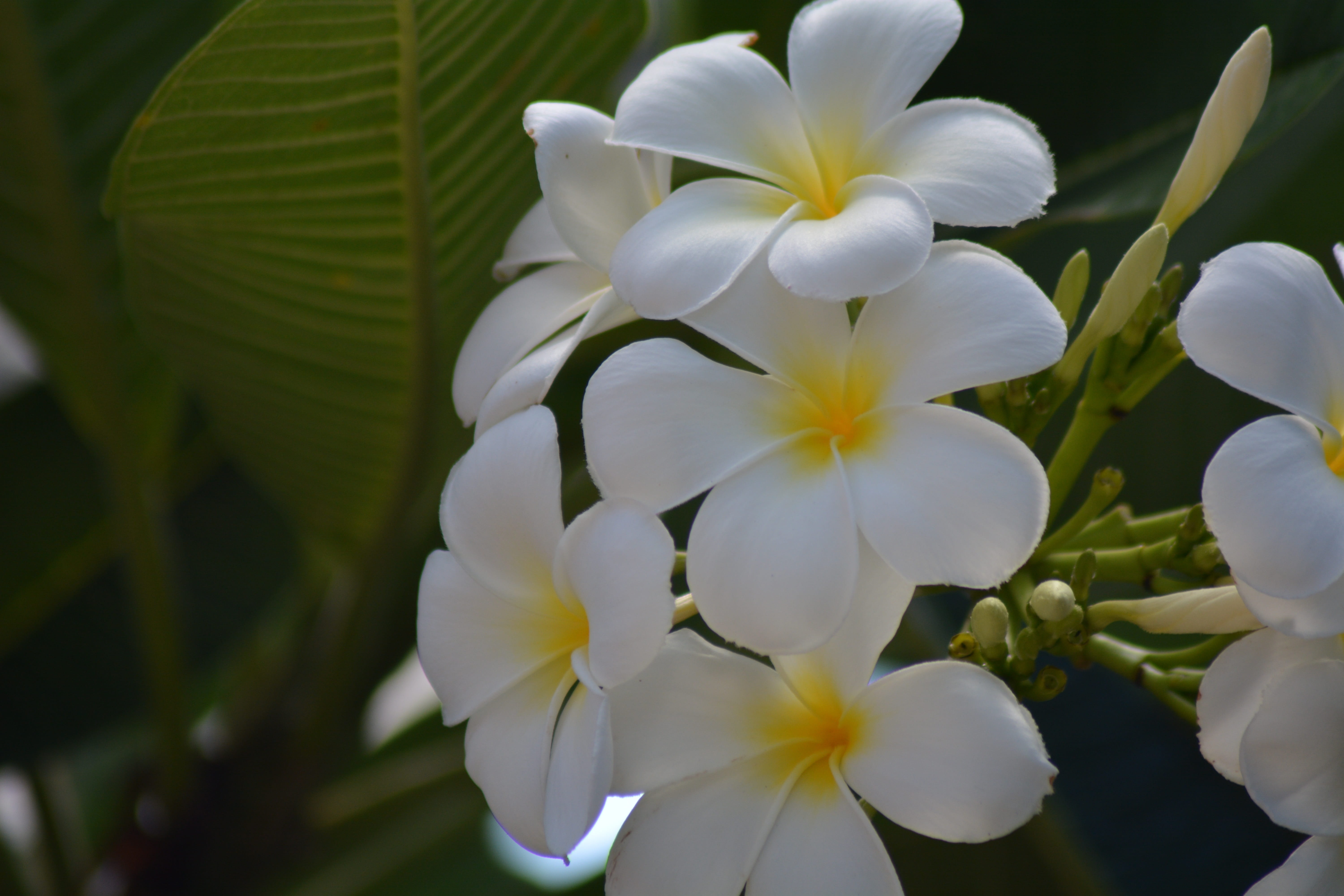 growth, refreshing, vulnerability, frangipani flowers, 5K, fragrapanti, petal, plant, flowering plant, more information, park - man made space, plumeria white, HD Wallpaper