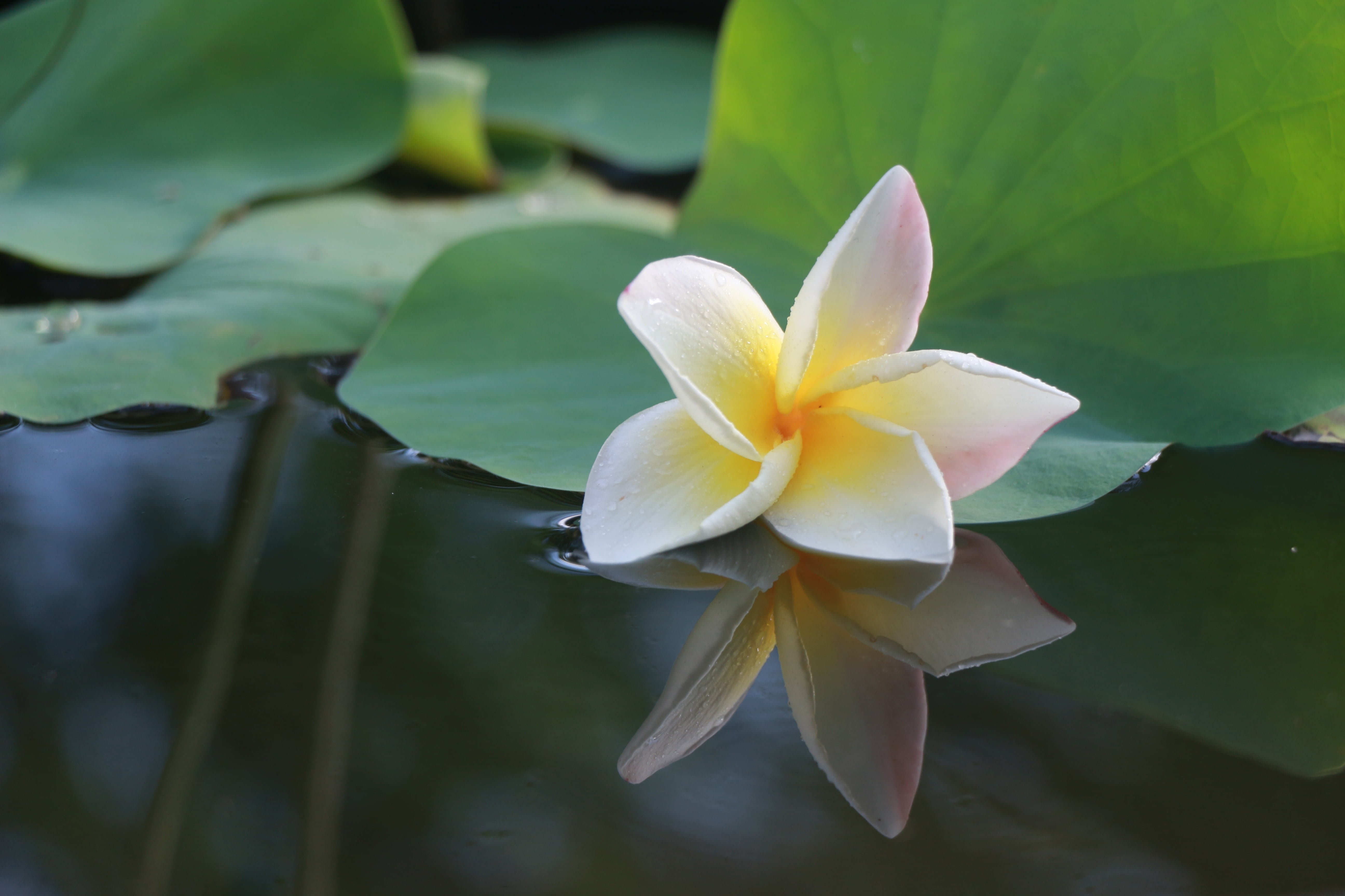 yellow, grass, drops of water, brown, peace, plant part, mirroring, flowering plant, pond, beauty in nature, inflorescence, floating on water, bright, frangipani, HD Wallpaper