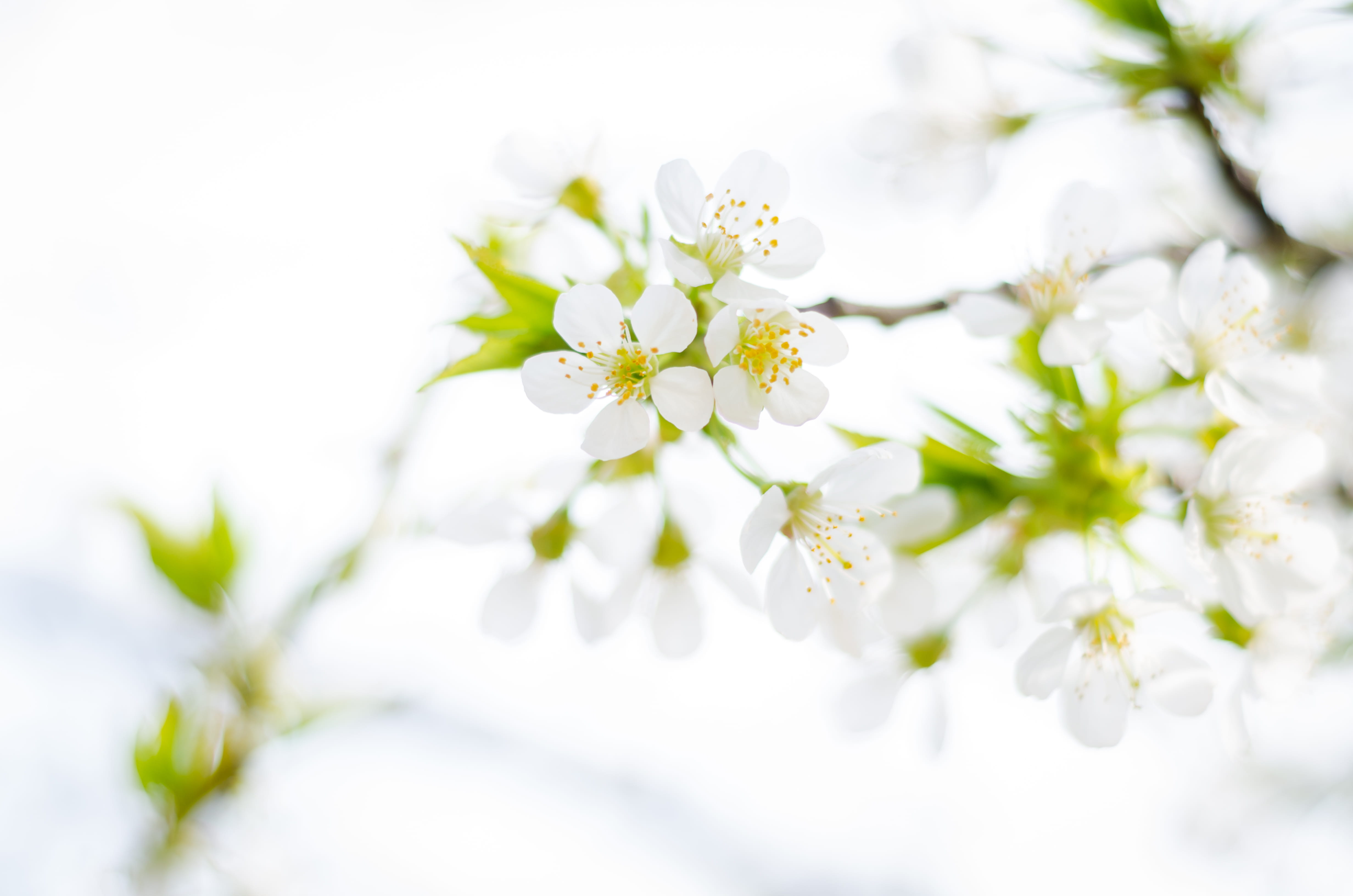 no people, softness, petals, growth, beauty, focus, photography, blurred background, blossom, fragility, flowers, white, branch, flower, flora, colors, HD Wallpaper