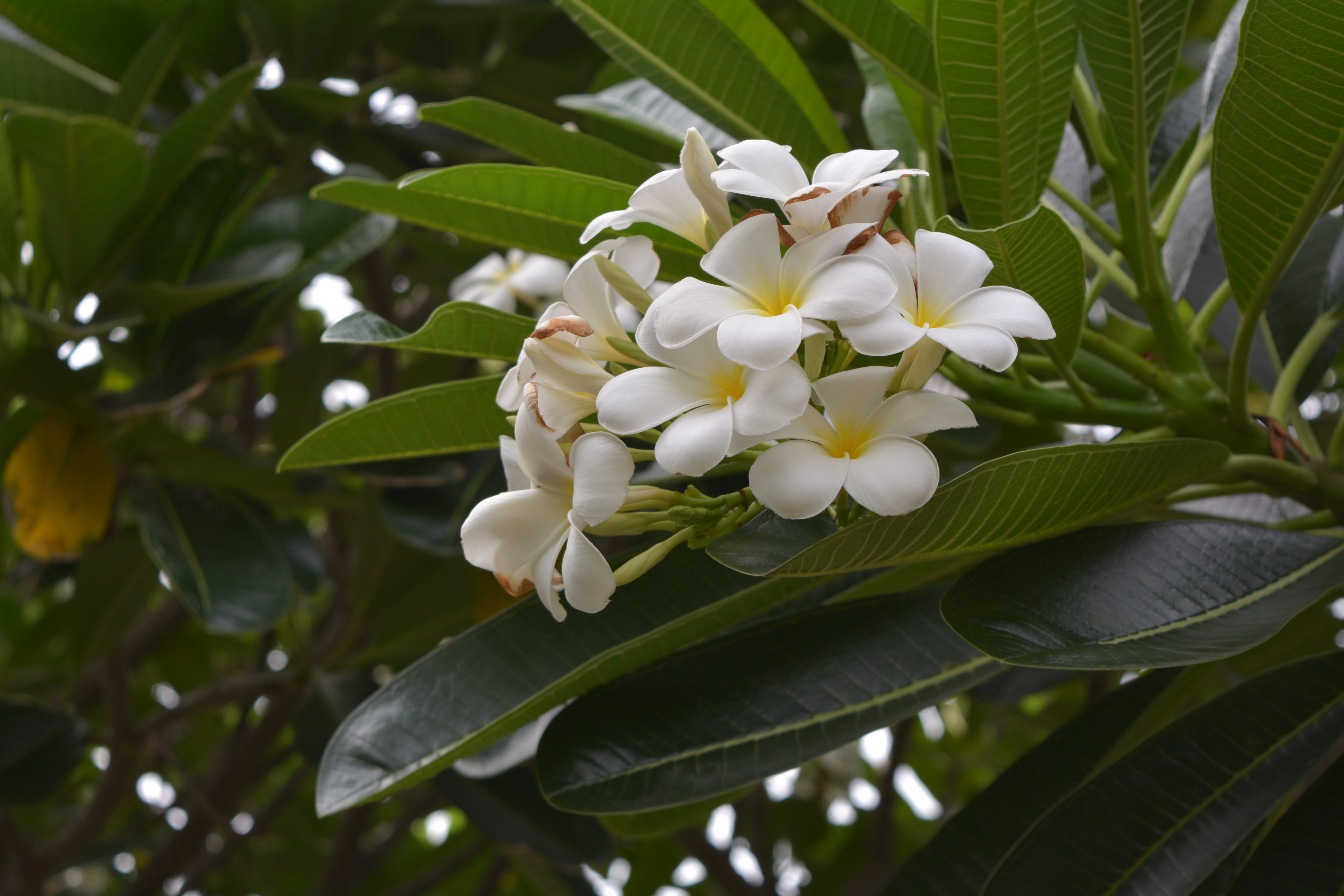 no people, refreshing, growth, petal, day, flowers, frangipani flowers, flowering plant, nature, freshness, inflorescence, fragility, more information, HD Wallpaper