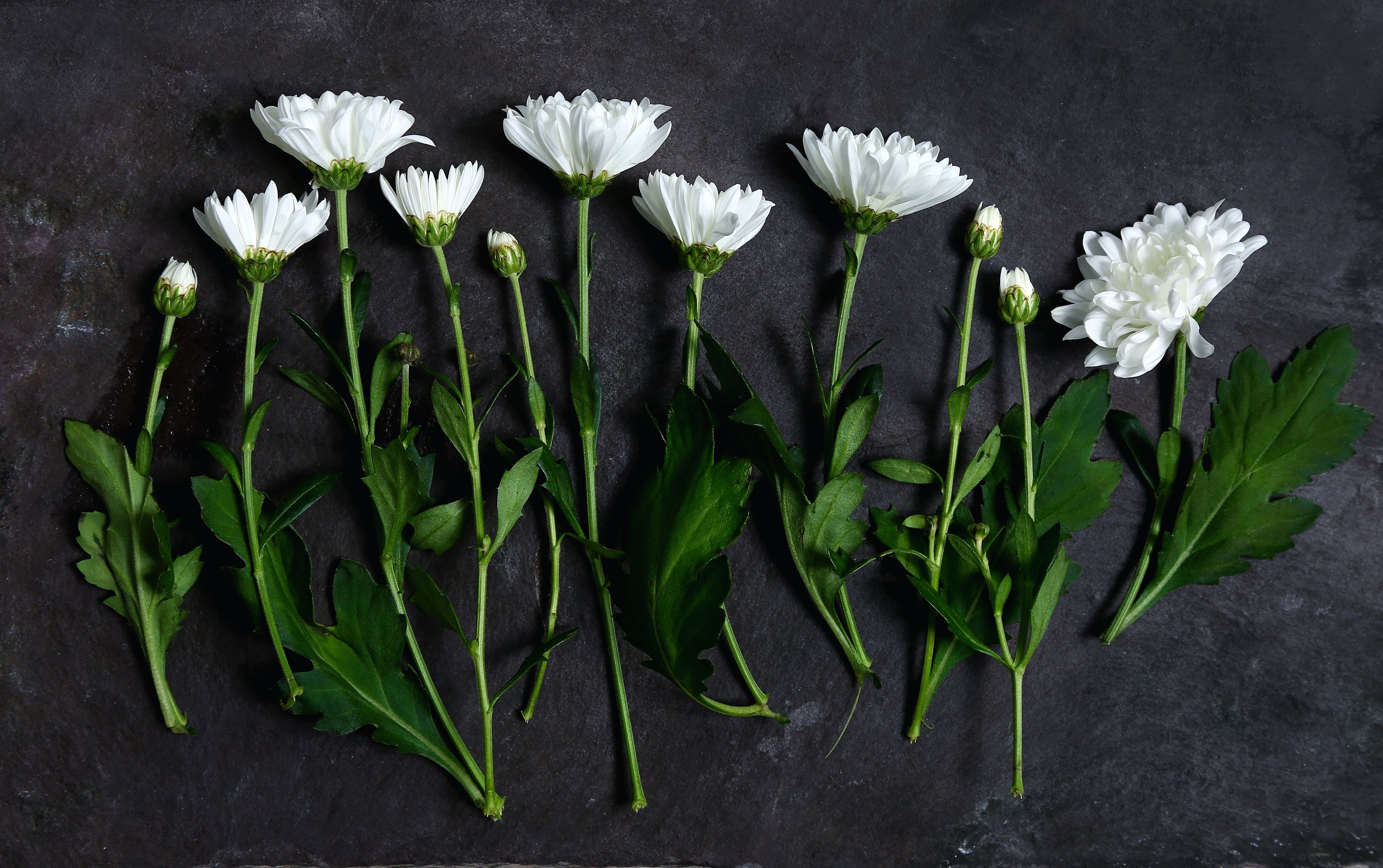 concrete, indoors, food and drink, freshness, flowers, flower, leaf, close-up, nature, no people, petaled, green color, 4K, fragility, table, growth, vulnerability, HD Wallpaper