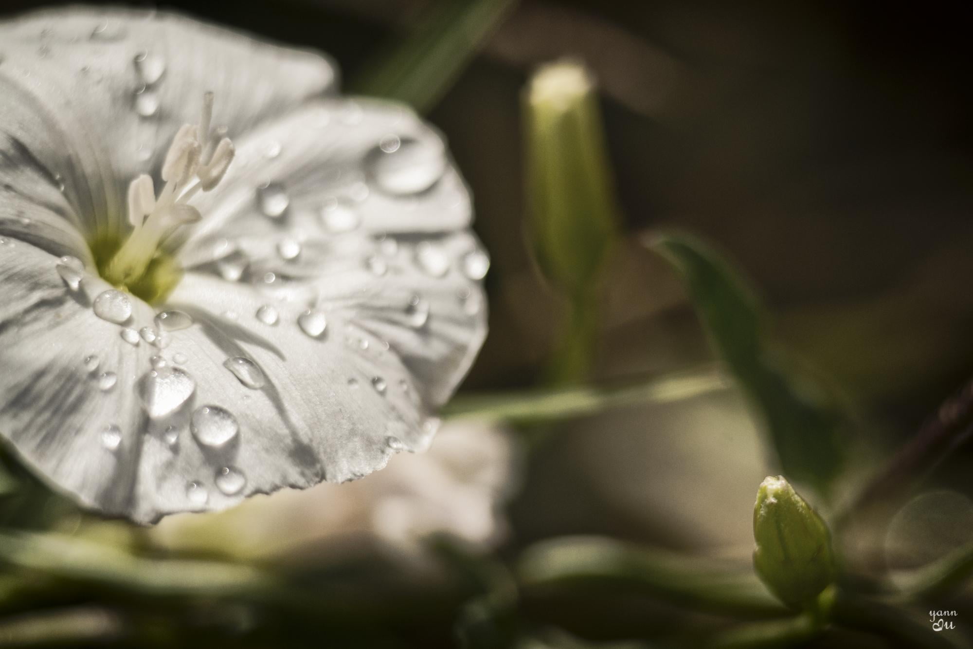 Nikon D750, softness, drop, scent, quiet, Un, summer, plaisir, serene, treasure, white, soft, bloom, leaf, passion, la, instant, après, flowers, nature, HD Wallpaper