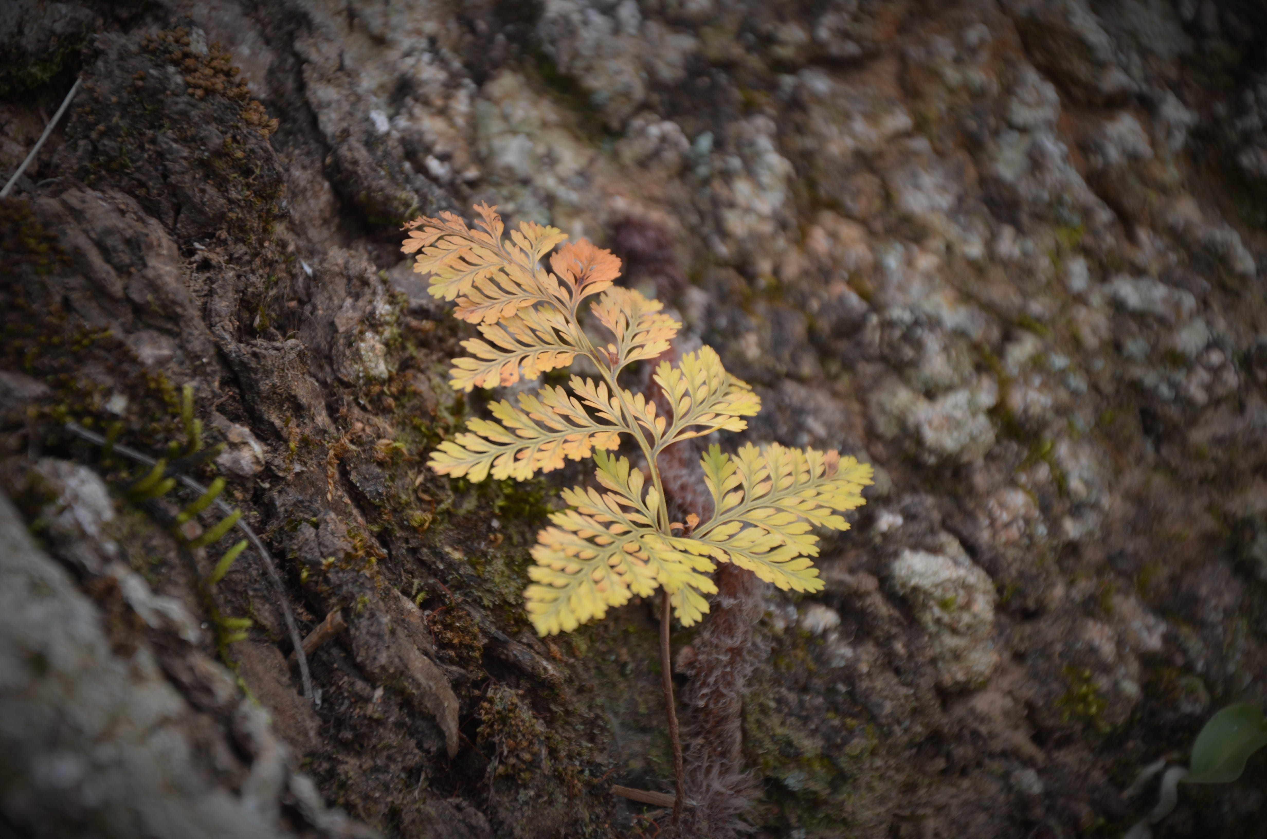 moss, textured, plant part, trunk, day, plant, lichen, dalat, nature, tree trunk, bark, beauty in nature, solid, leaf, tree, growth, no people, rock, selective focus, HD Wallpaper