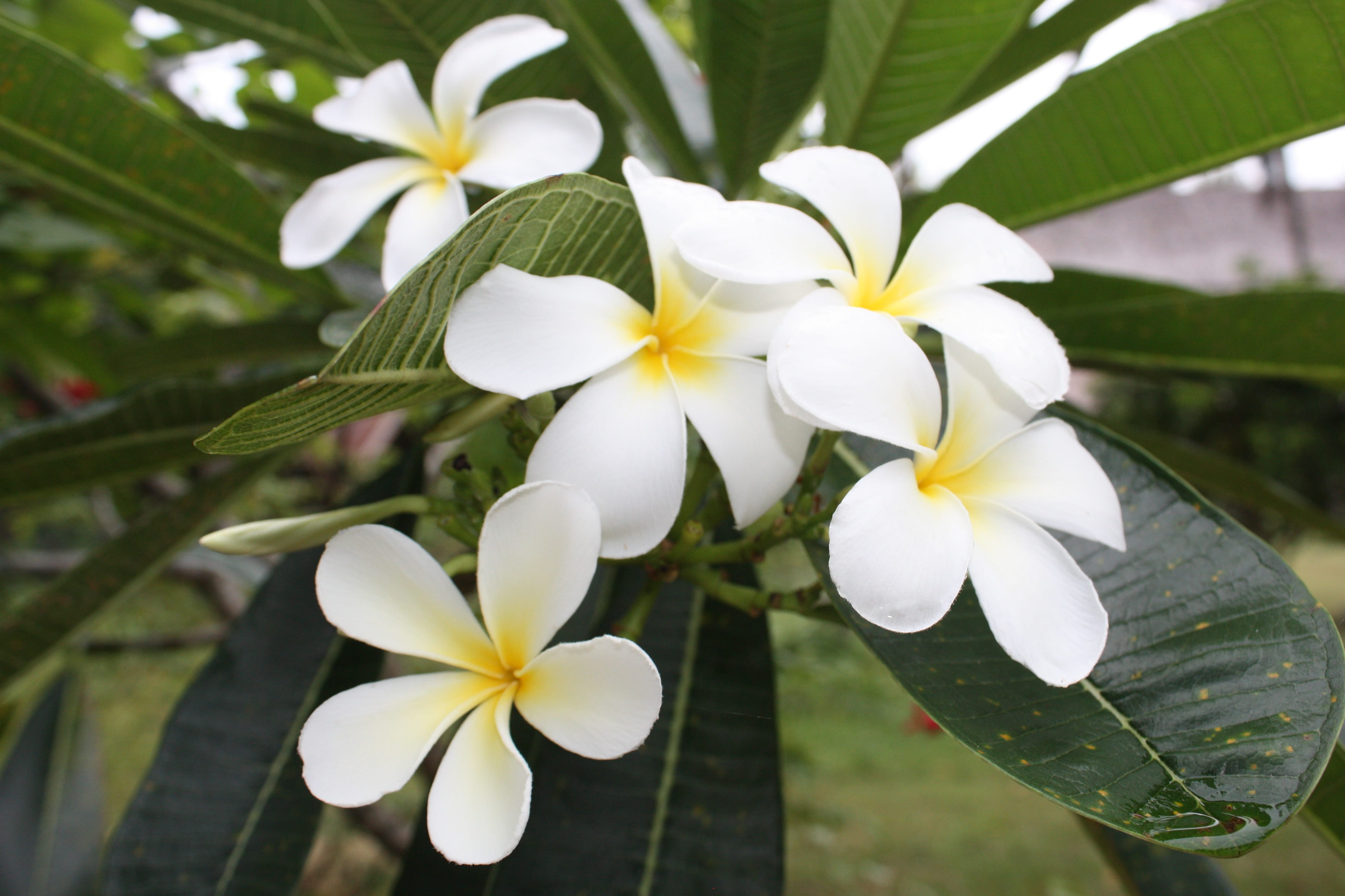 blooms, nature, flowers, fragrapanti, ornamental garden, white, vulnerability, inflorescence, refreshing, white color, growth, more information, flower head, HD Wallpaper