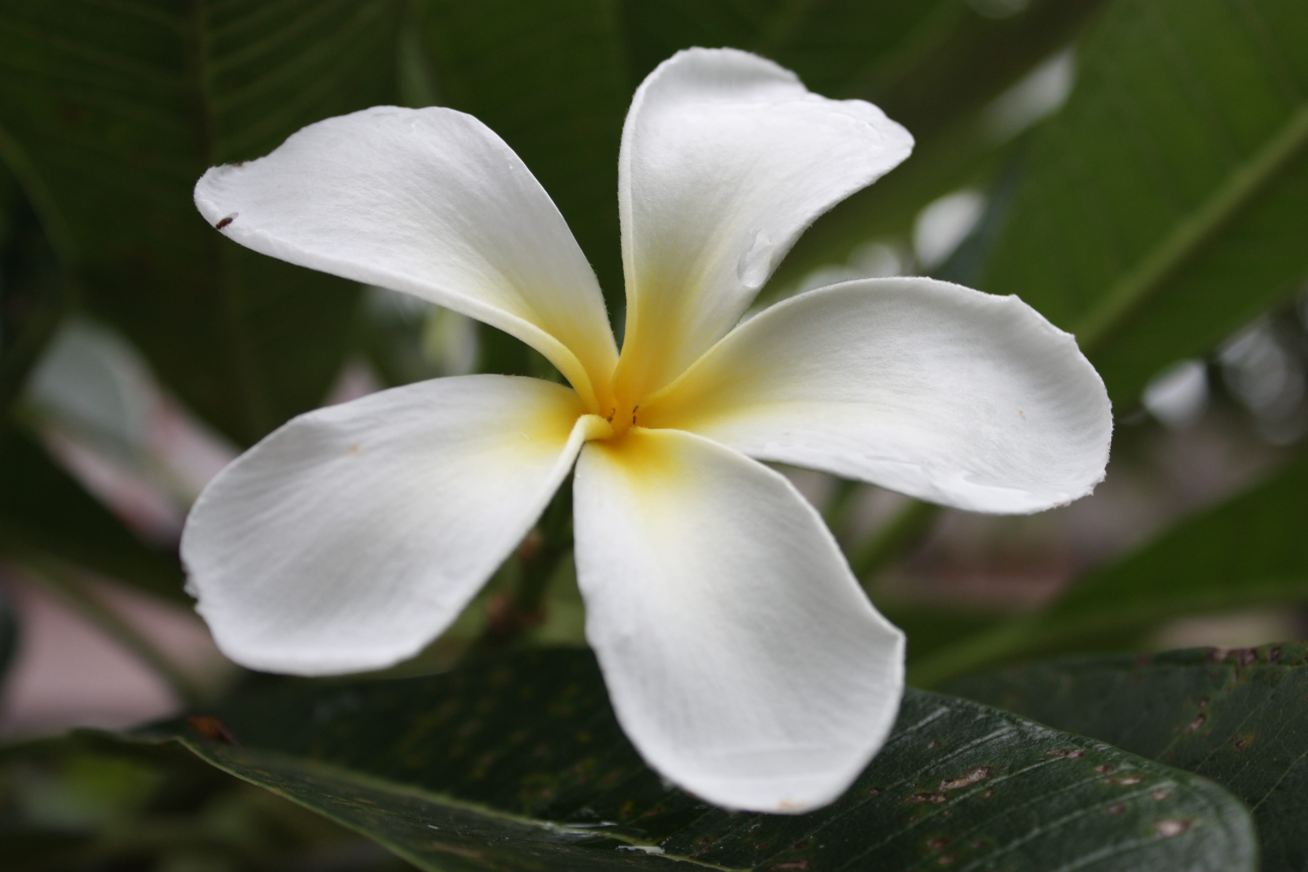 no people, blooms, purity, white, flower head, inflorescence, vulnerability, flowers, close-up, frangipani, plant, nature, flowering plant, beauty in nature, HD Wallpaper