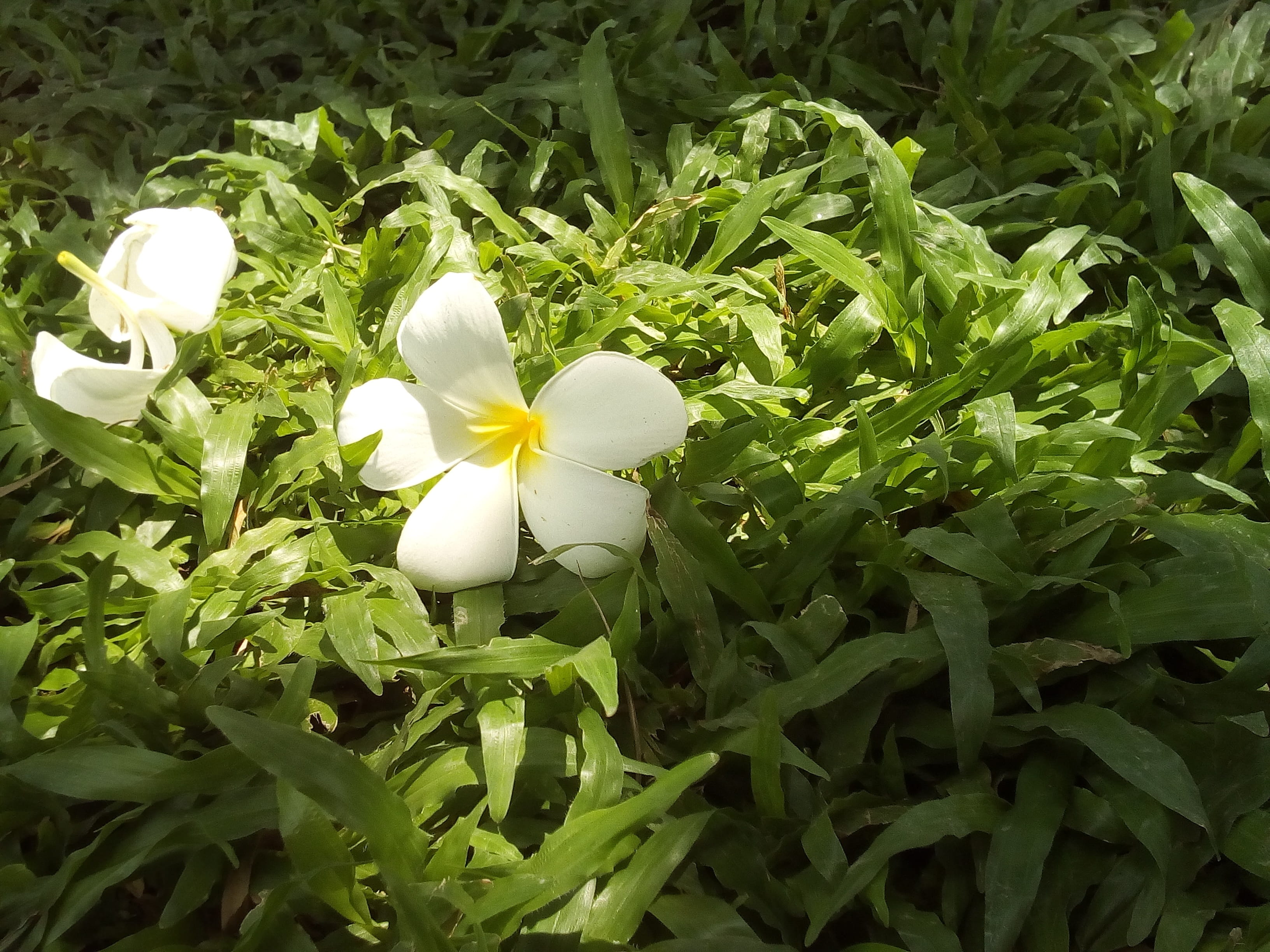 inflorescence, relaxing, flowering plant, nature, outdoors, grass, 2K, more information, green color, Flowers, Information, fragility, plant, plant part, HD Wallpaper