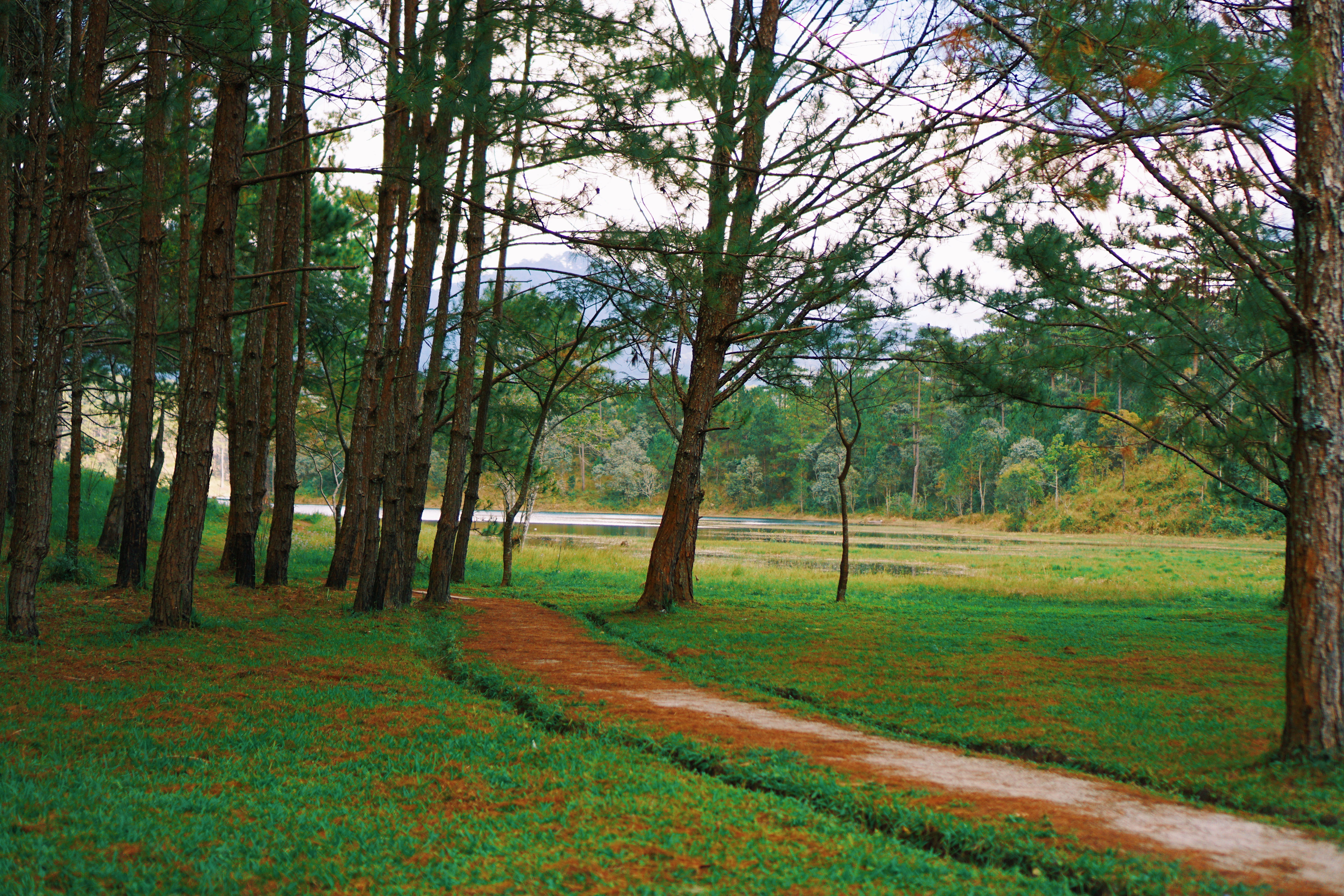 forgotton path, mountain, vietnam, plant, tranquility, outdoors, day, tree trunk, environment, mud path, growth, landscape, trunk, nature, tree, forest, HD Wallpaper