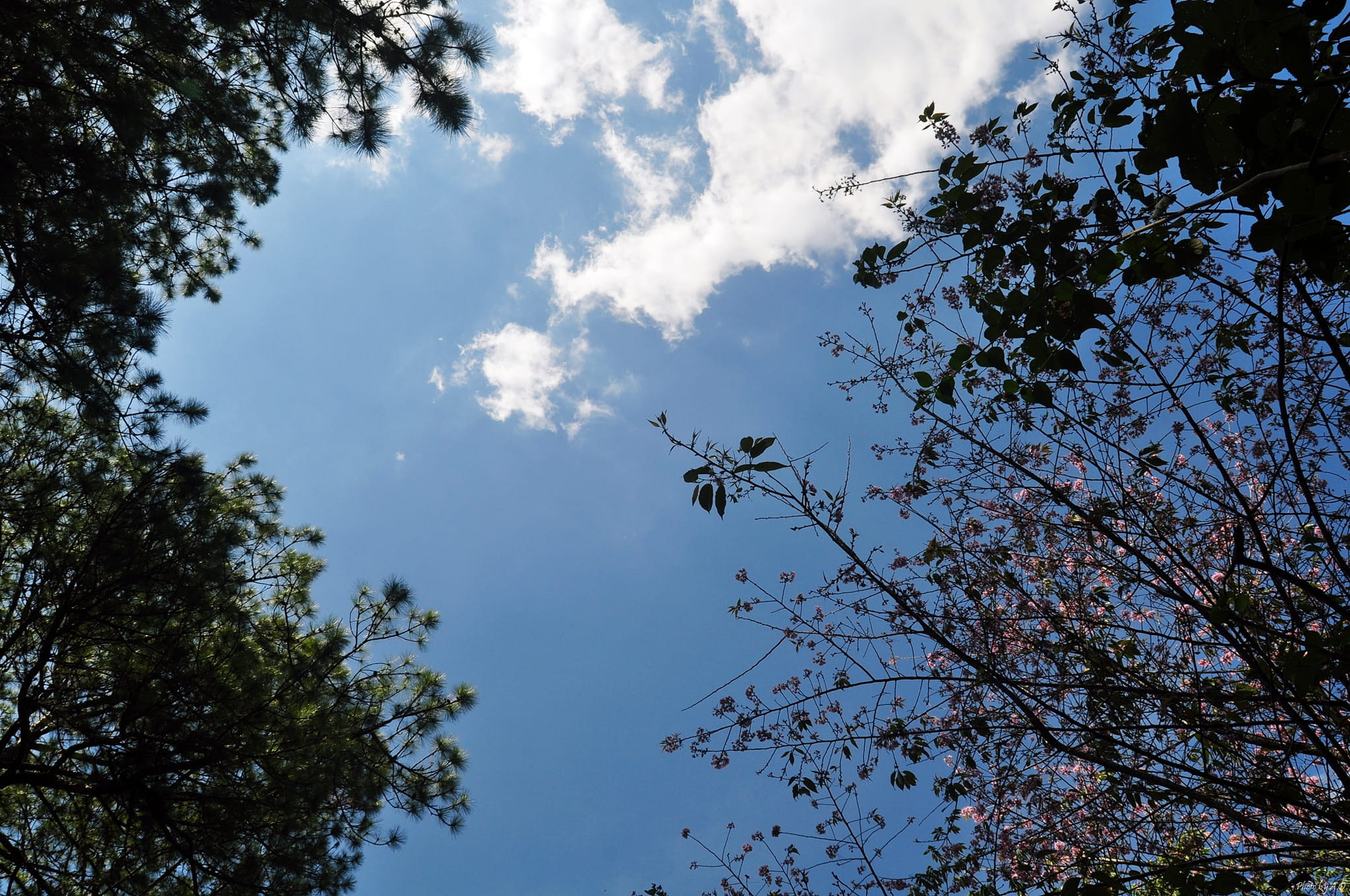 tree canopy, non-urban scene, idyllic, cloud, cherry blossom, day, directly below, outdoors, tranquil scene, plant, 1080P, beauty in nature, dalat, branch, HD Wallpaper