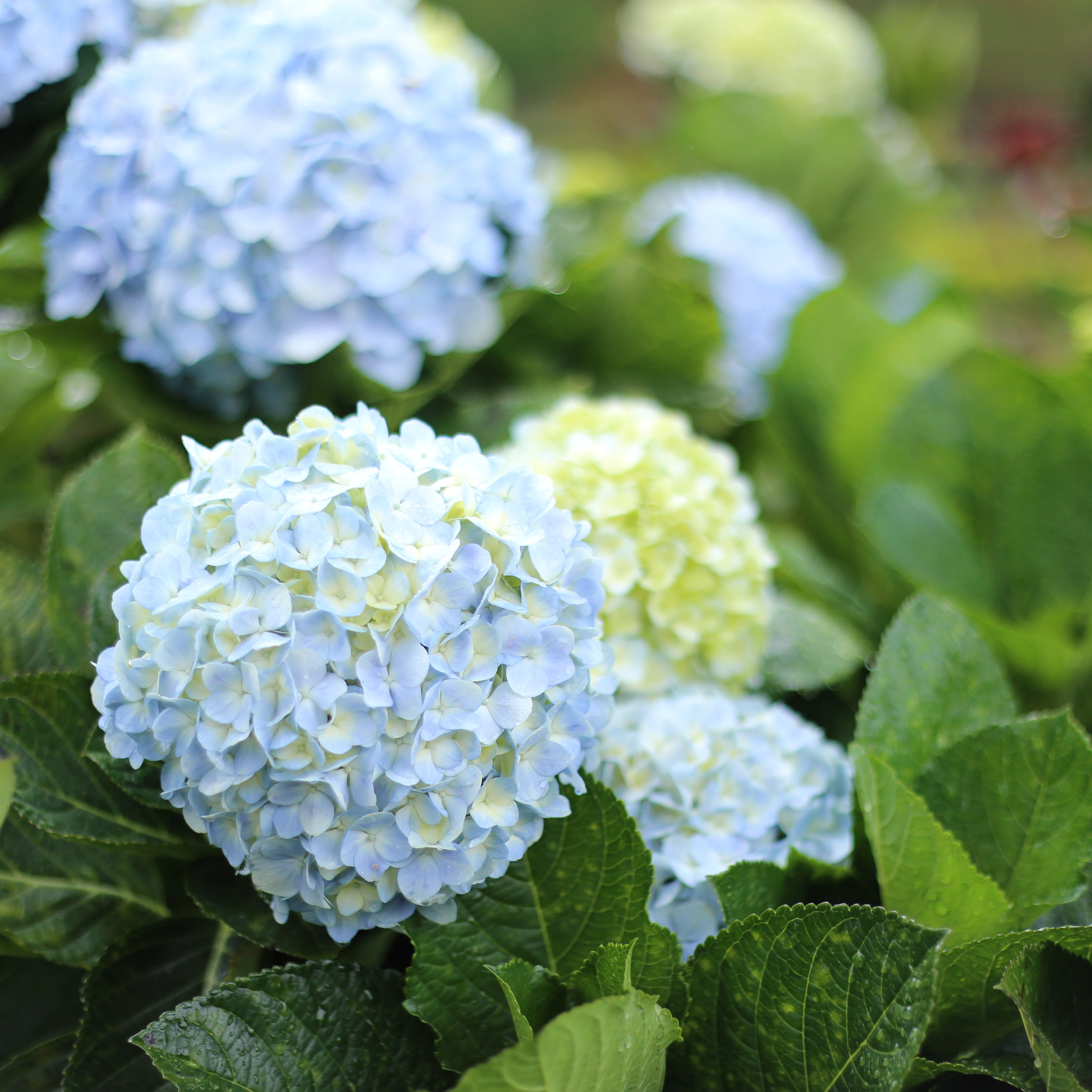 growth, vietnam, food and drink, petal, hydrangea, focus on foreground, flowering plant, freshness, bunch of flowers, plant part, day, healthy eating, plant, Phone HD Wallpaper