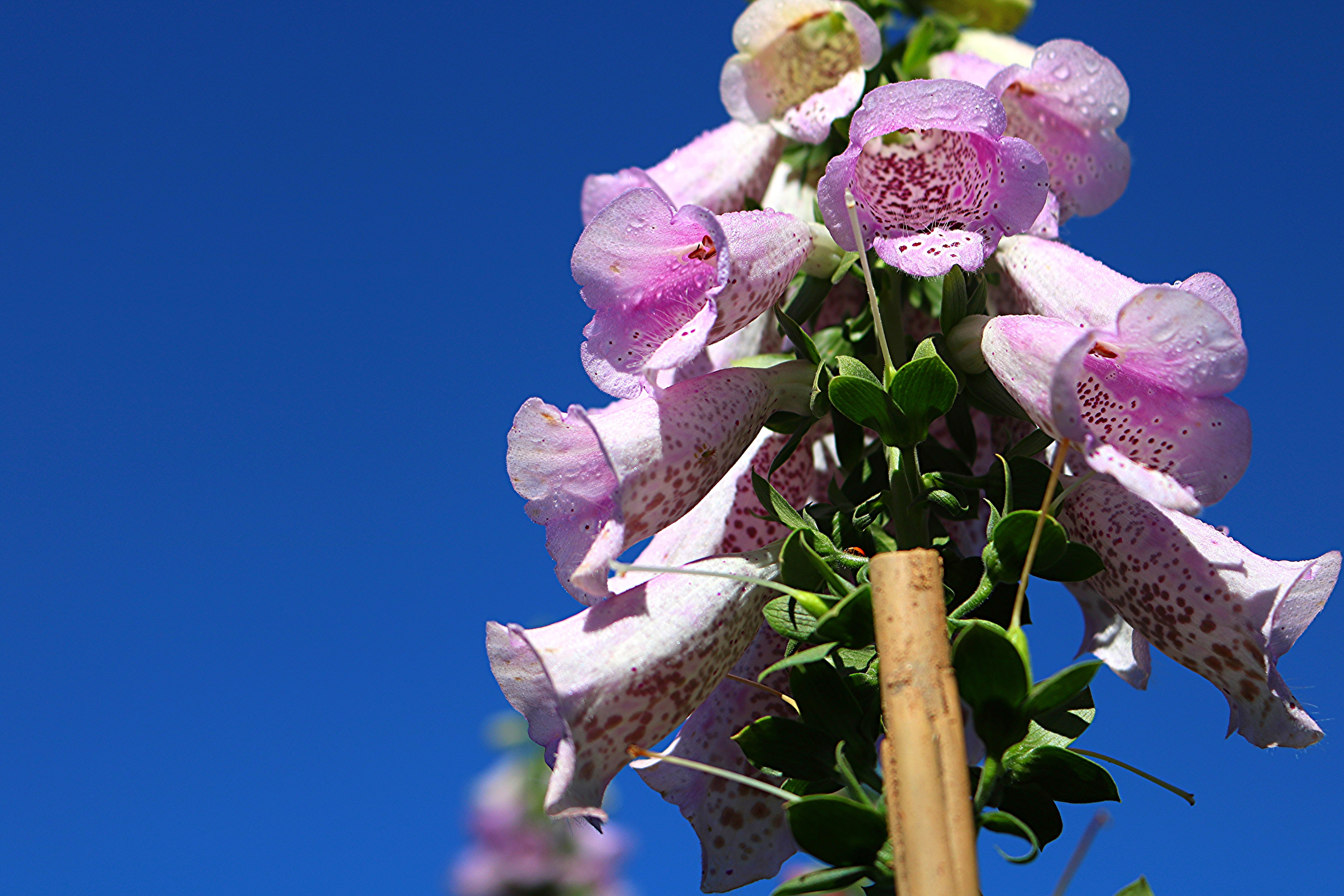 flower arrangement, petal, nature, water, growth, inflorescence, flower head, vietnam, clear sky, fragility, bunch of flowers, rose, flower, natural, freshness, HD Wallpaper