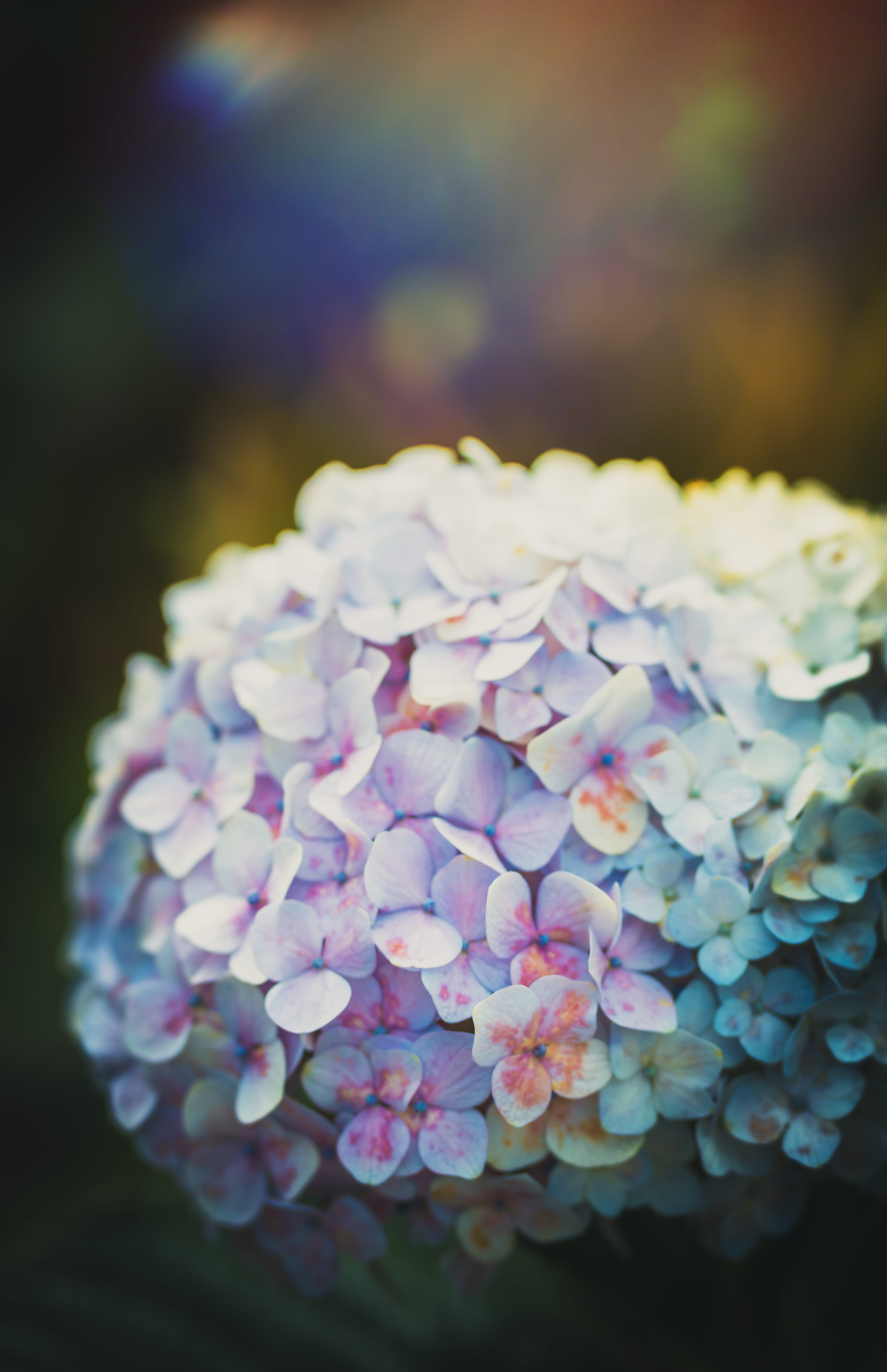 pink color, day, bunch of flowers, close-up, nature, light, inflorescence, blossom, vietnam, vulnerability, no people, outdoors, plant, multi colored, freshness, Phone HD Wallpaper