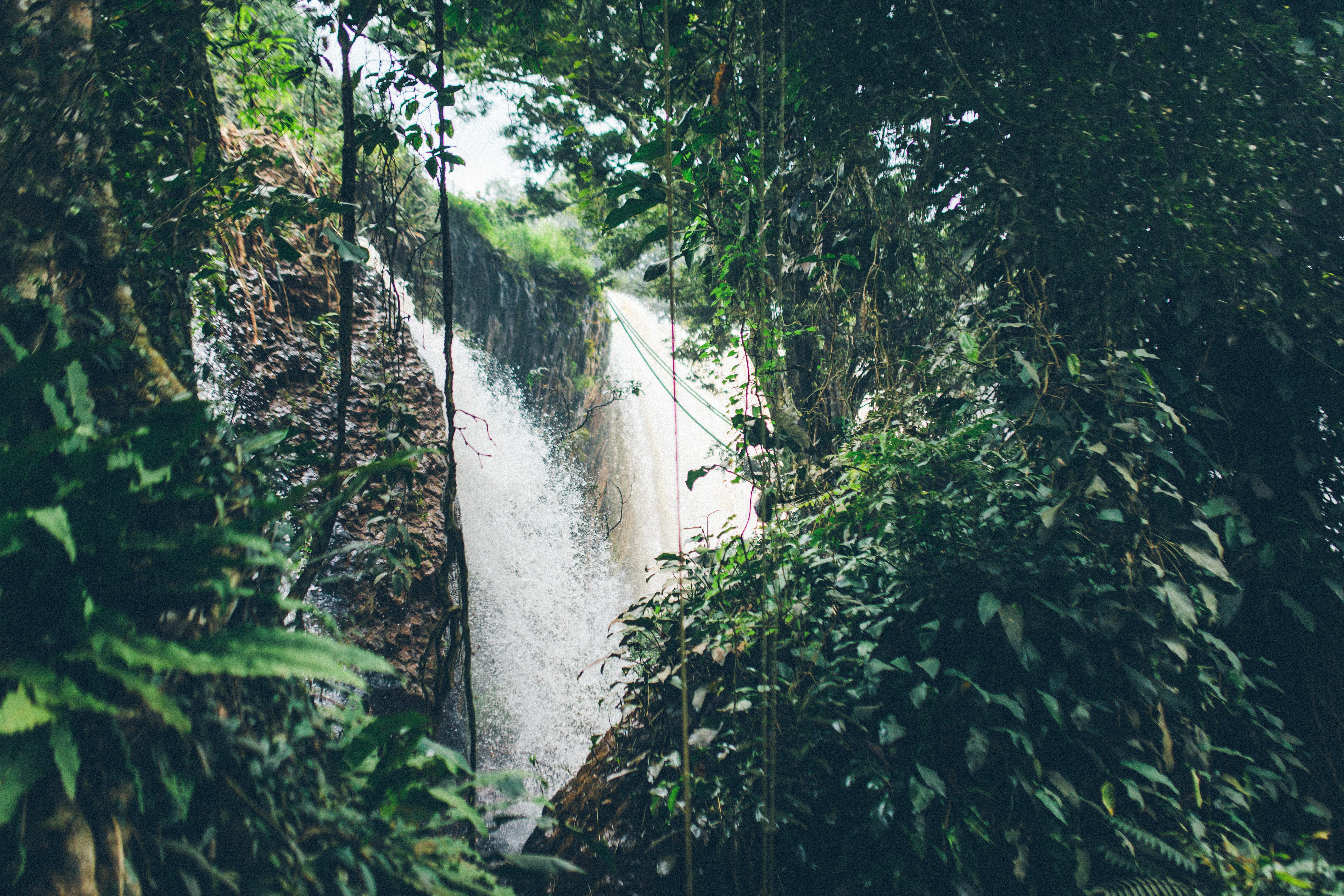 forest, vietnam, tranquil scene, travek, waterfall, jungle, day, tree, flowing, bamboo - plant, footpath, plant, scenics - nature, beauty in nature, dalat, HD Wallpaper