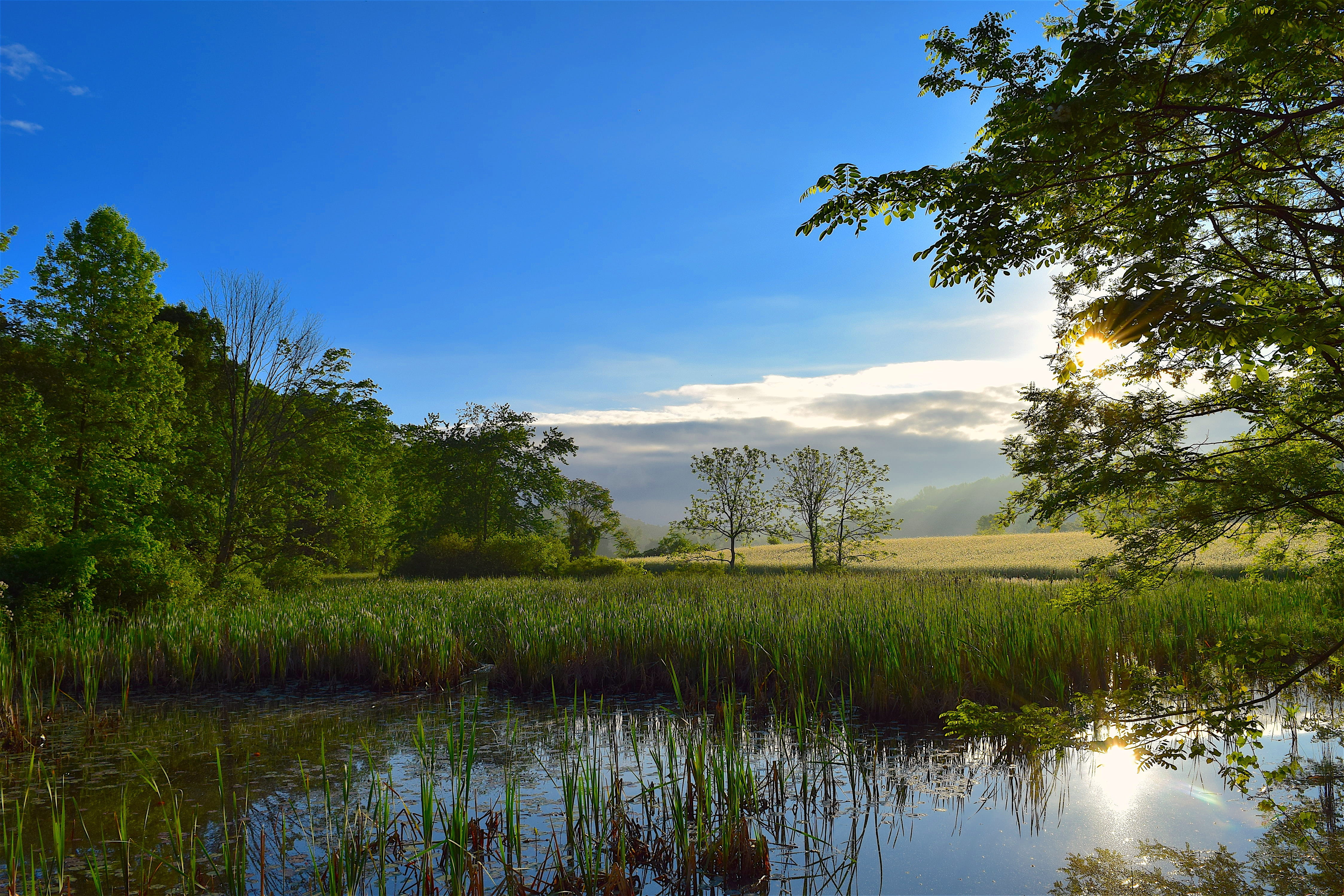 pond, tranquil Scene, green Color, cloud - Sky, outdoors, environment, summer, reflection, reflection lake, tranquil, beauty In Nature, plant, lake, dawn, HD Wallpaper