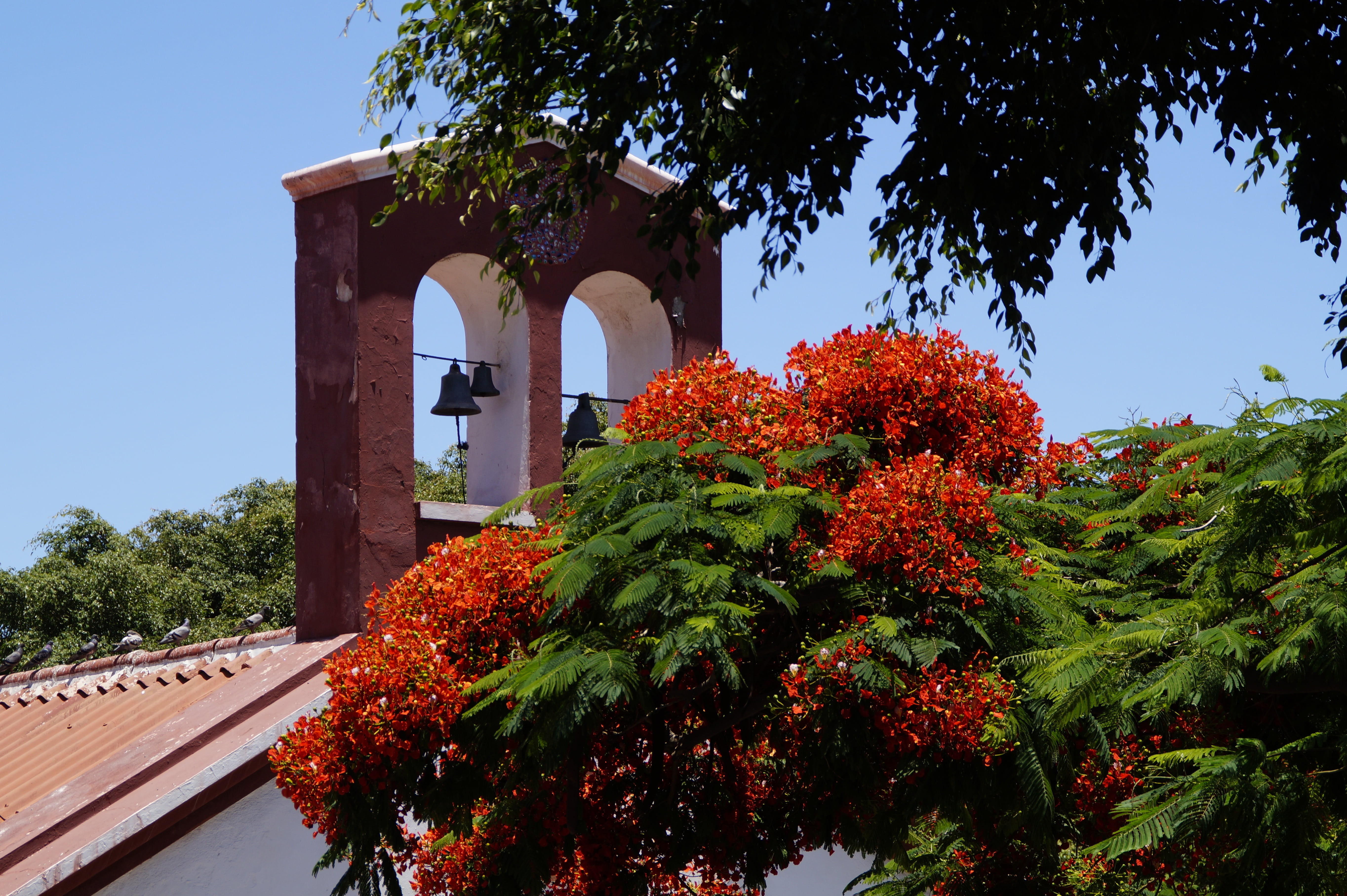 low angle view, tree, tenerife, growth, sky, mediterranean flair, plant, built structure, orange color, no people, outdoors, flamboyant, bells, nature, HD Wallpaper