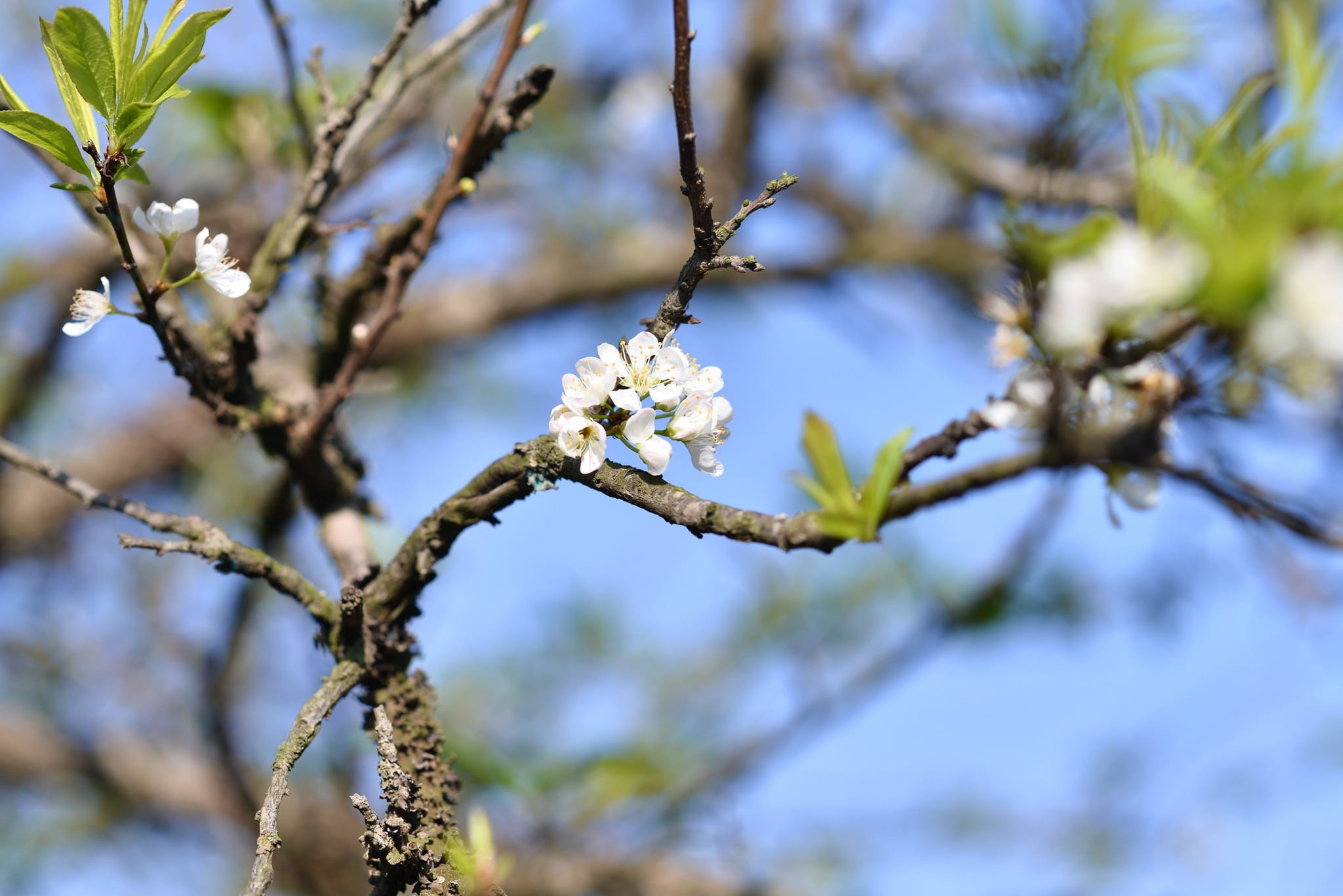 tree, springtime, flower, plant, sunlight, day, flowering plant, selective focus, growth, vietnam, focus on foreground, plum, outdoors, fragility, close-up, HD Wallpaper