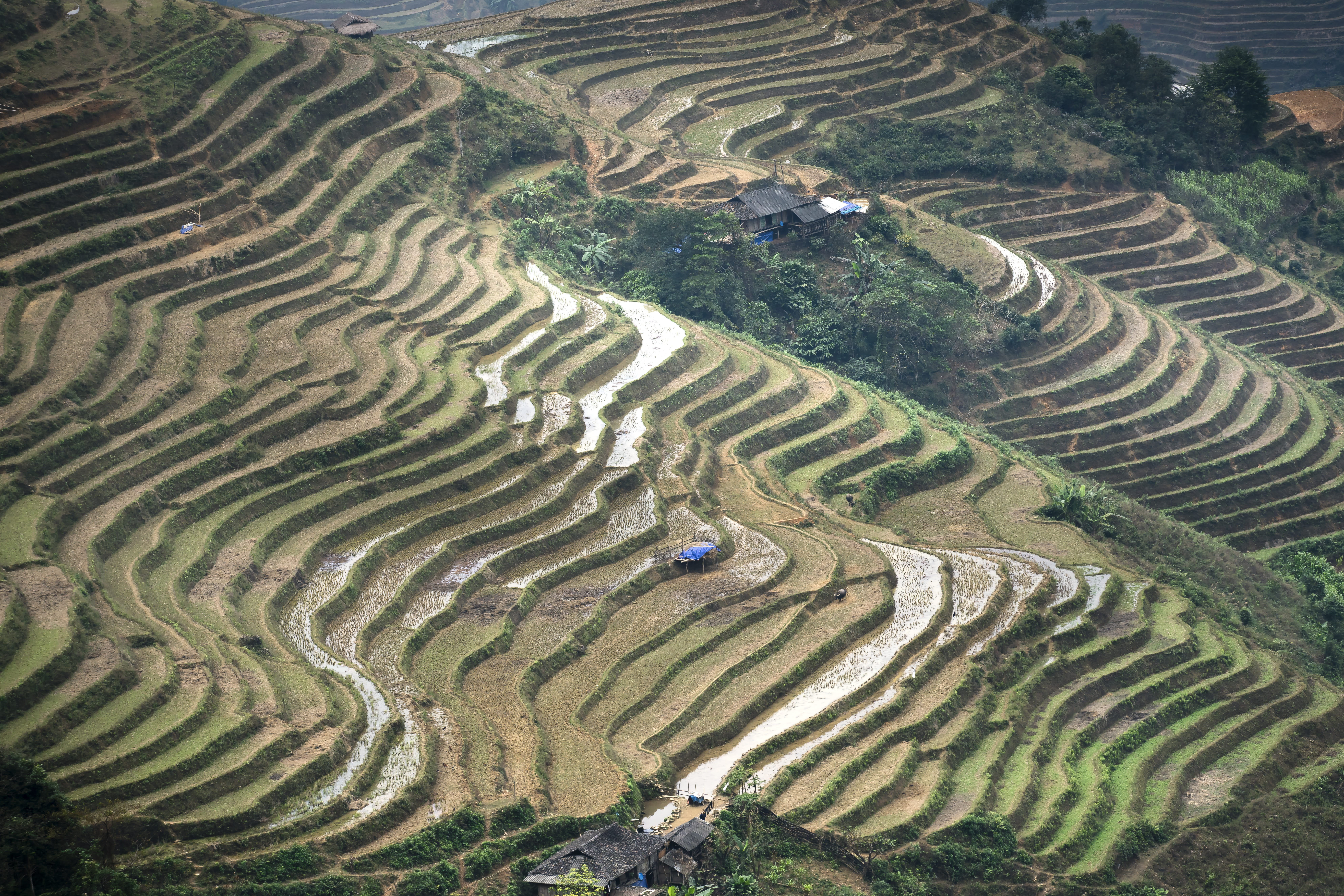 food, terrace, harvest, landscape, agriculture, paradise, green, plant, terraced field, field, step, high, beauty in nature, thailand, rice - cereal plant, HD Wallpaper